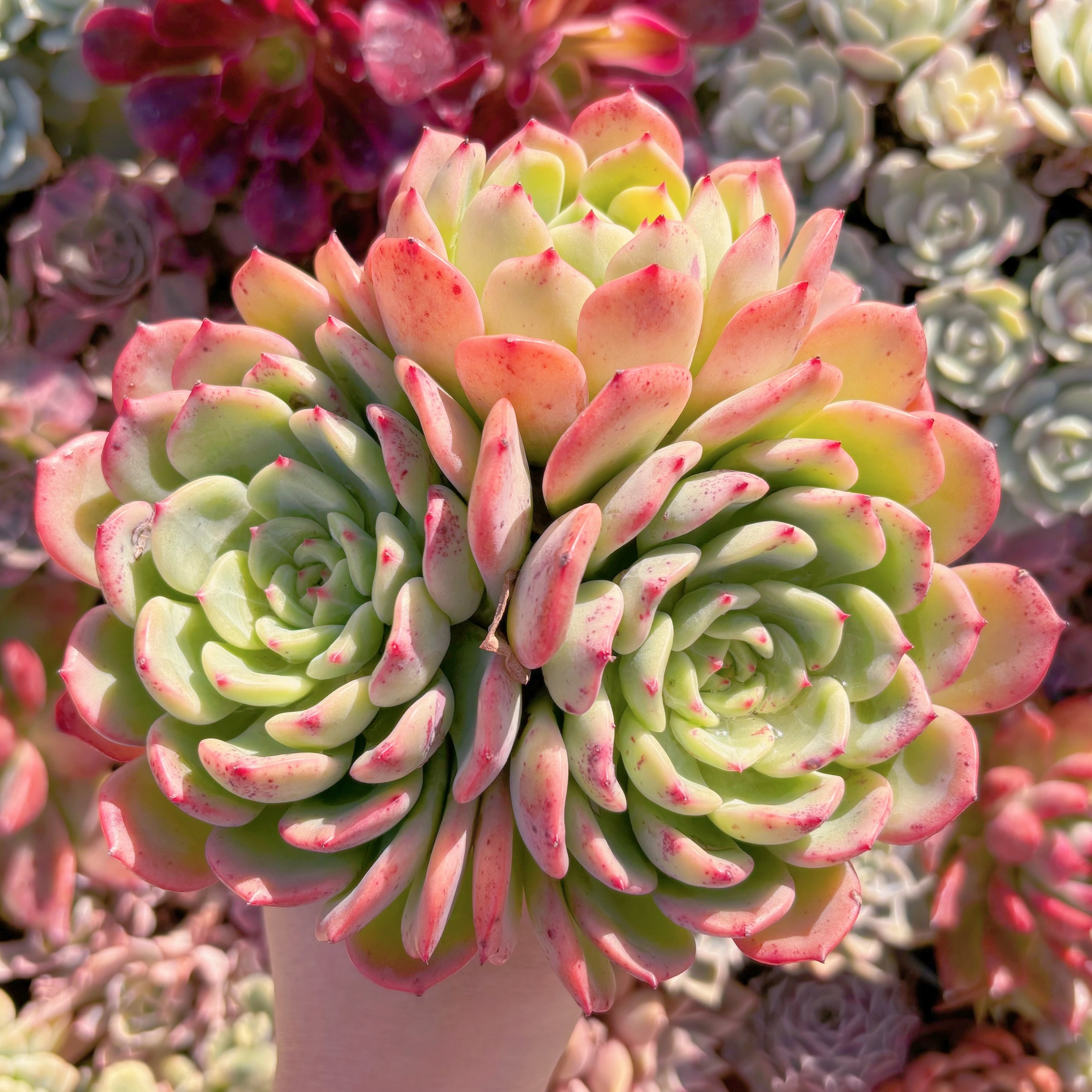 多肉植物　サーモン　大群生　新入荷　るる農園