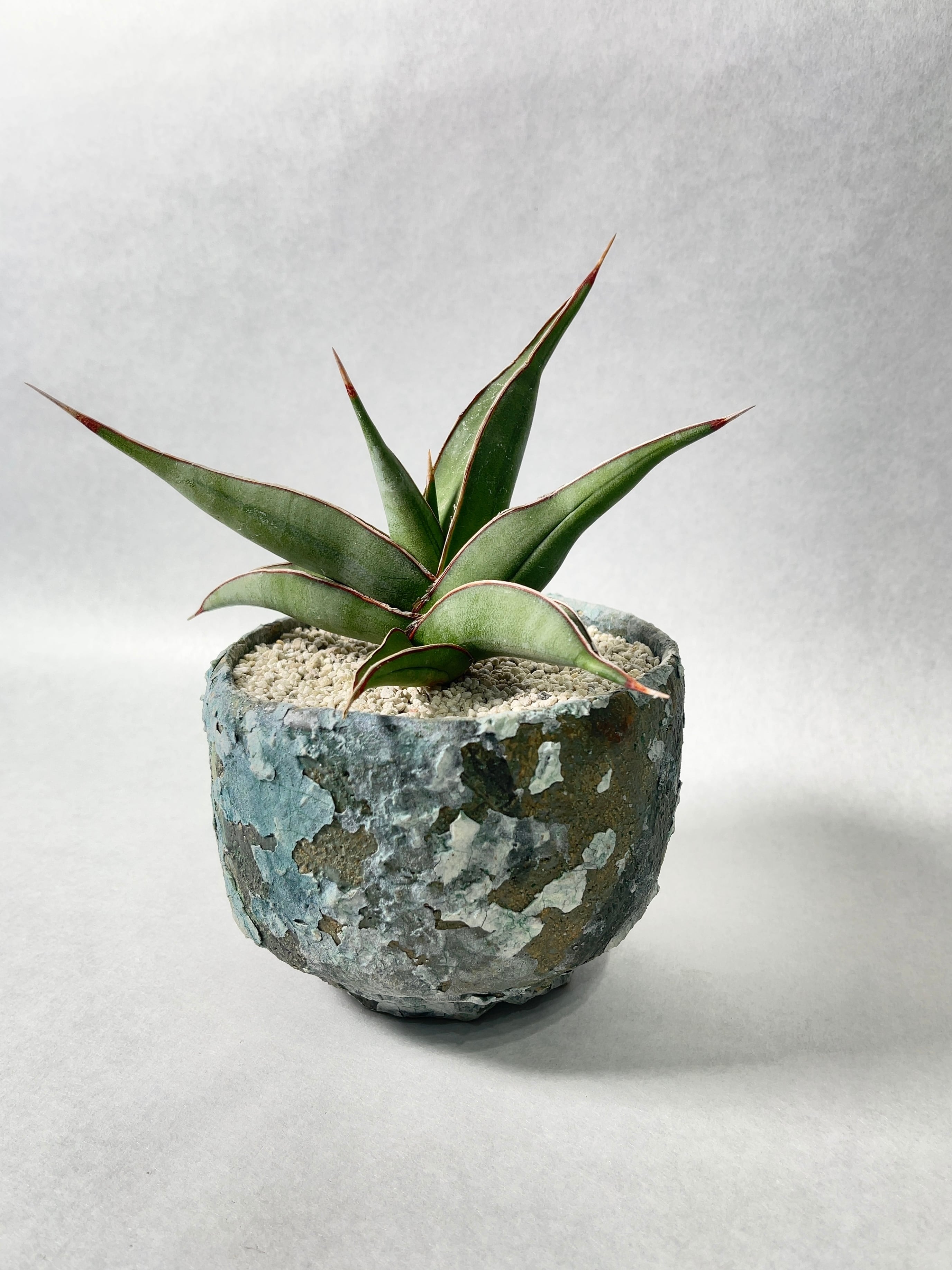 サンセベリア・ピングイキュラ「ユニコーン」 | trigger