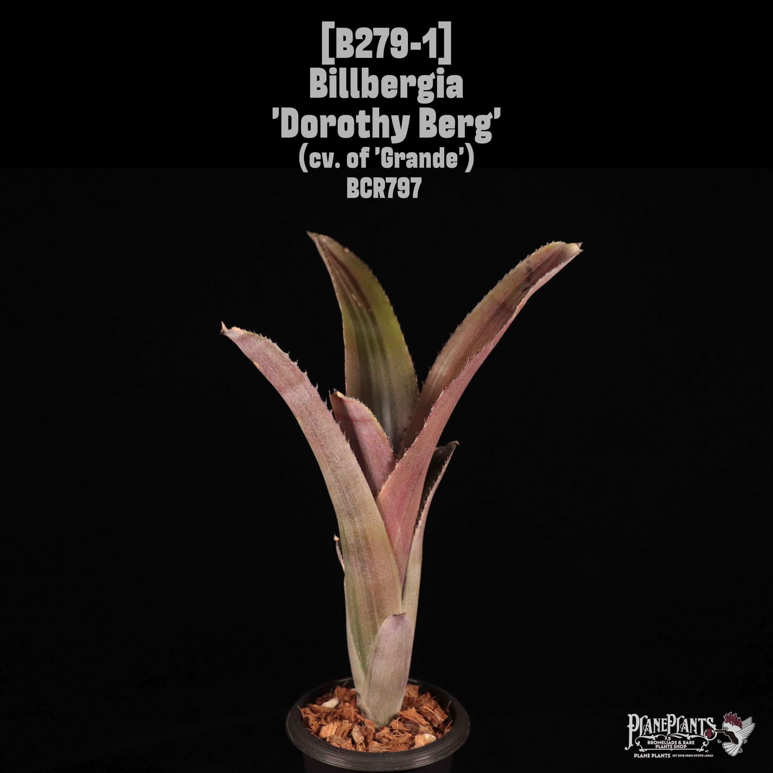 Billbergia | plane plants