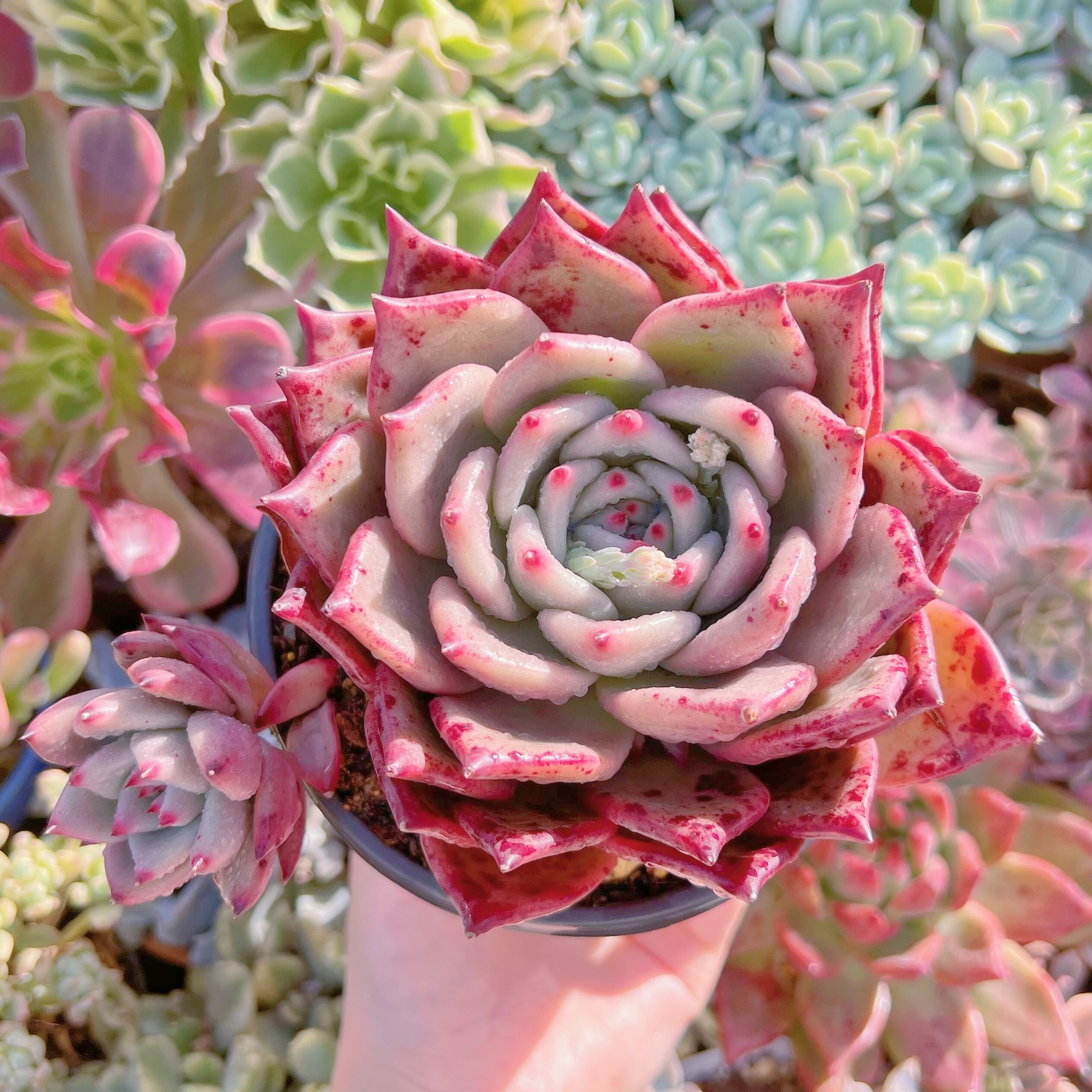 現品　ロメオxマリア#A69　新入荷　特大　るる農園