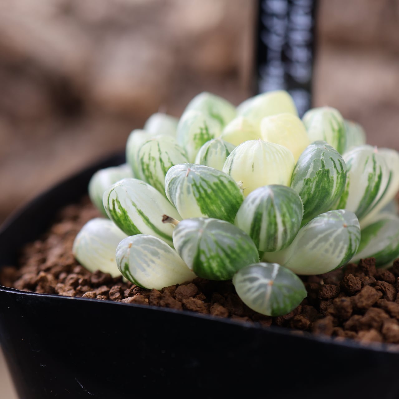 MARX PLANTS | 観葉植物・多肉植物・塊根植物