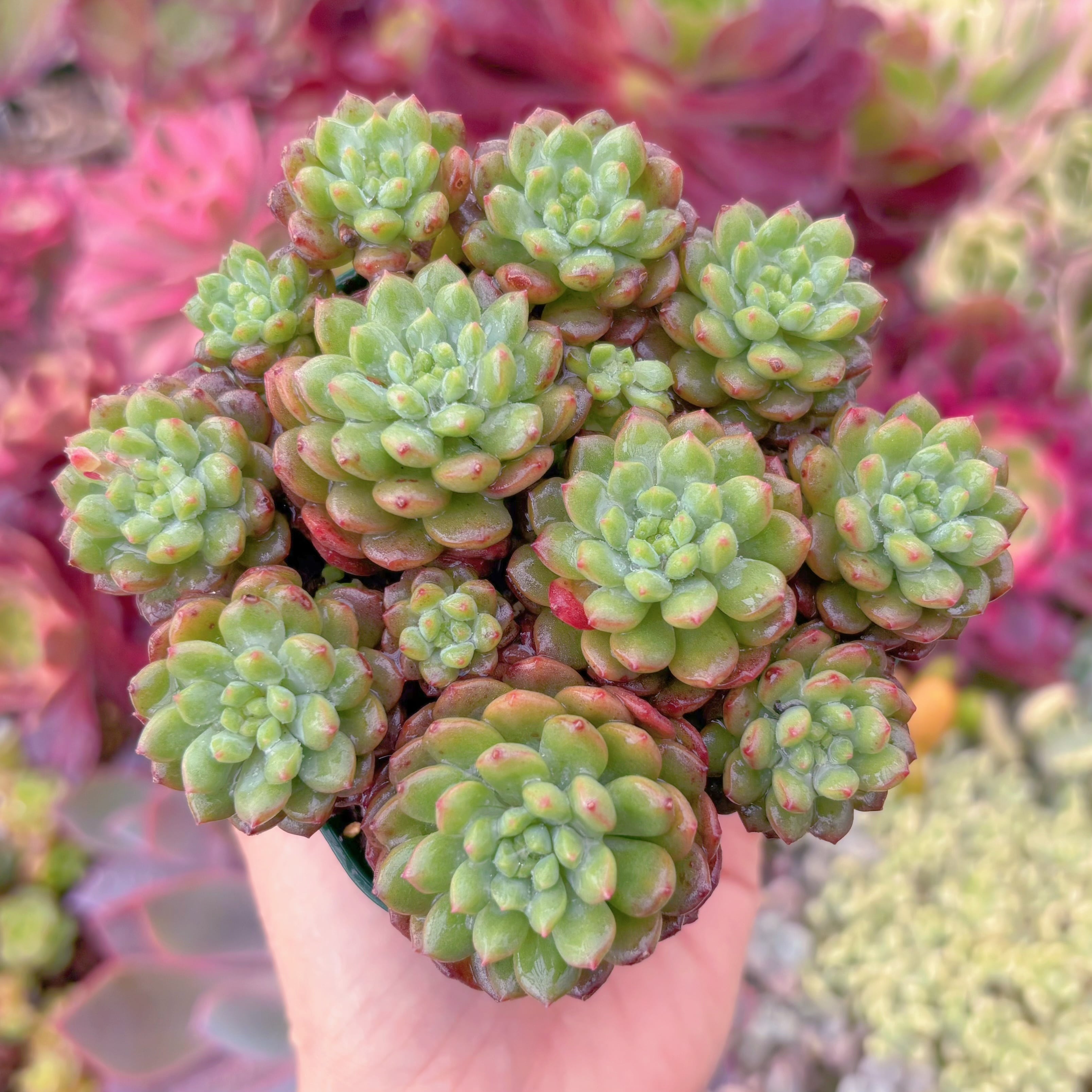 現品　コルネット#6661　群生　るる農園