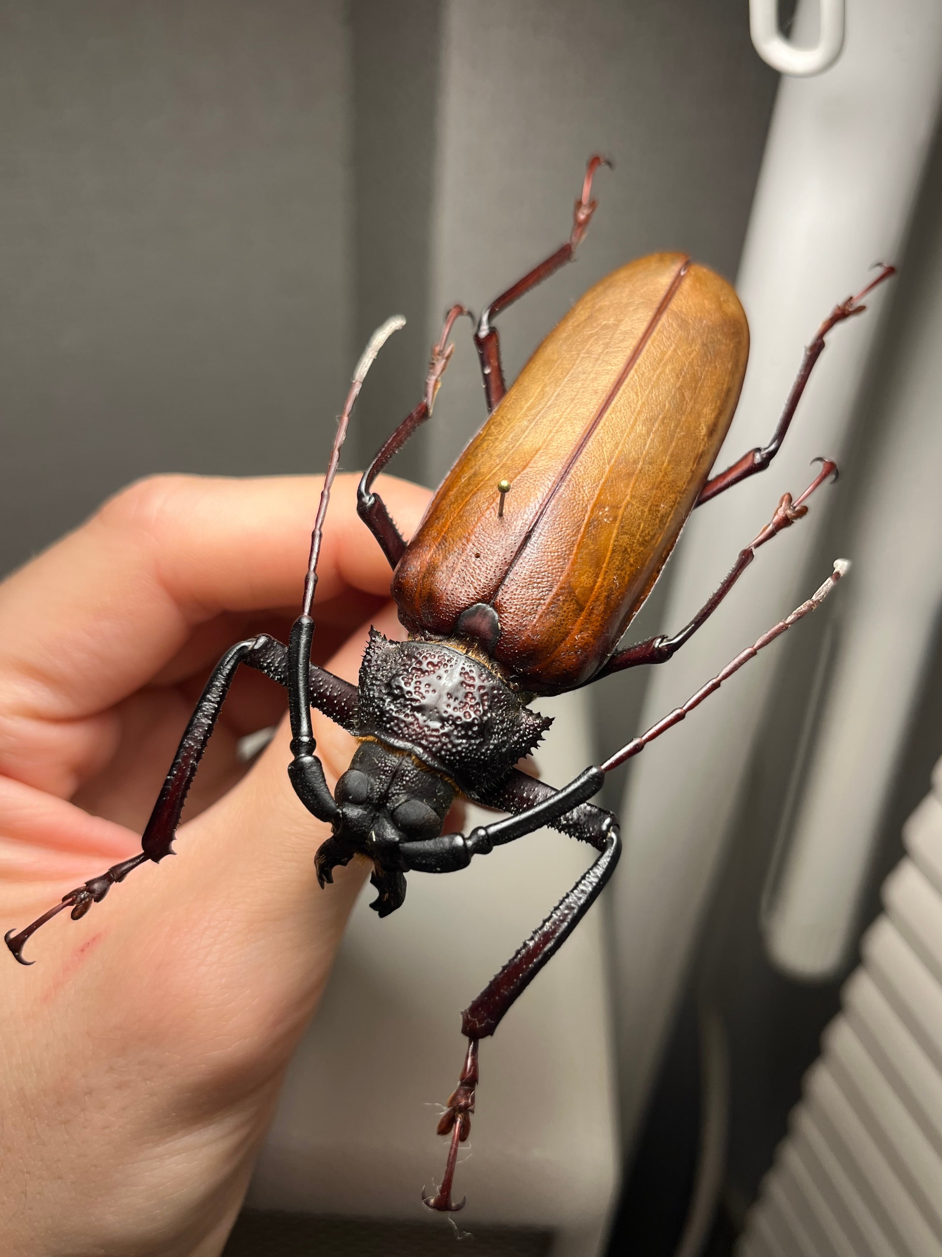 スジバネウスバウスバカミキリ　標本　幼虫 スジバネウスバウスバカミキリ 標本 幼虫