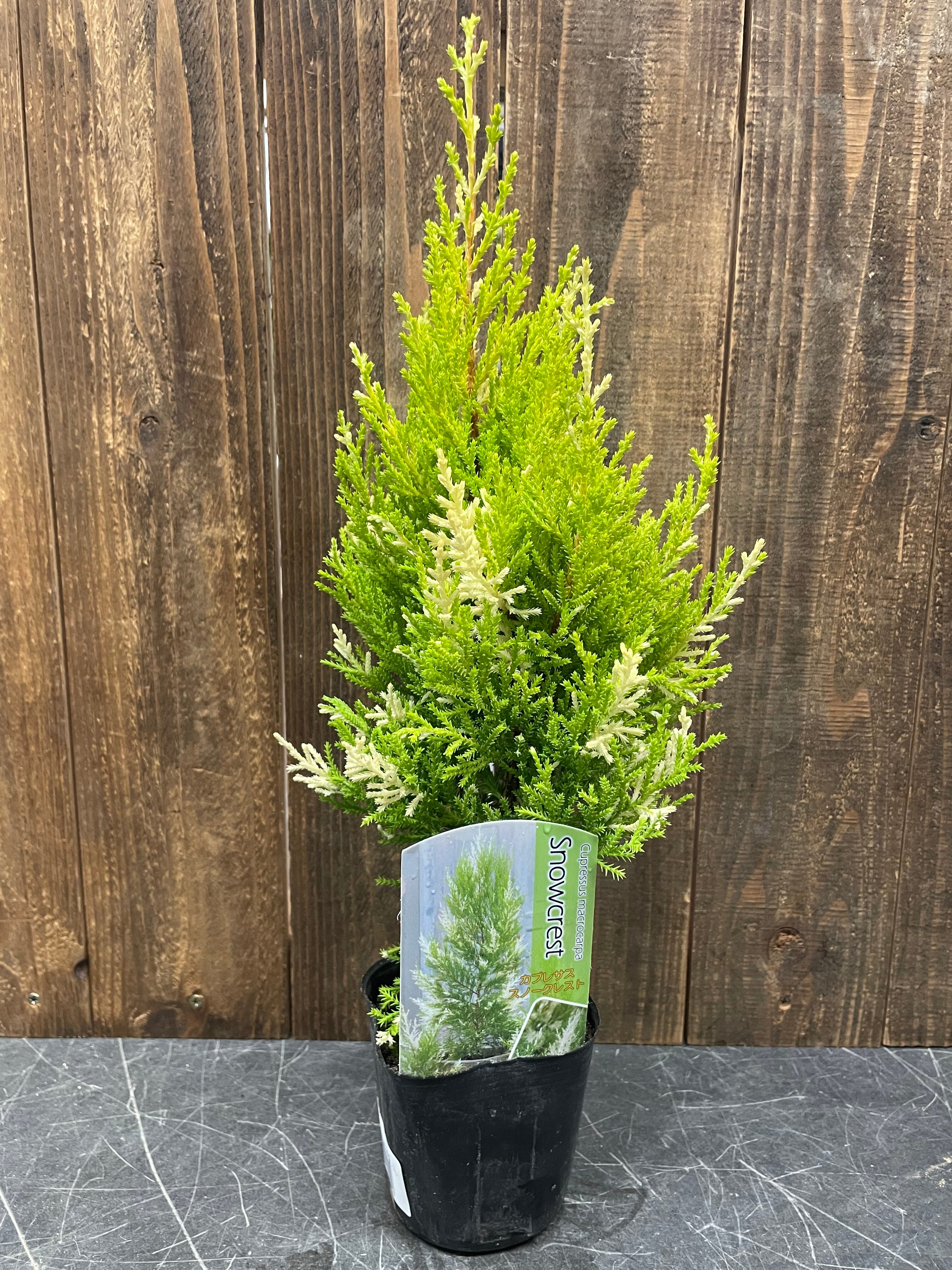 コニファー スノークレスト Protoleaf プロトリーフ コニファー スノークレスト Protoleaf プロトリーフ