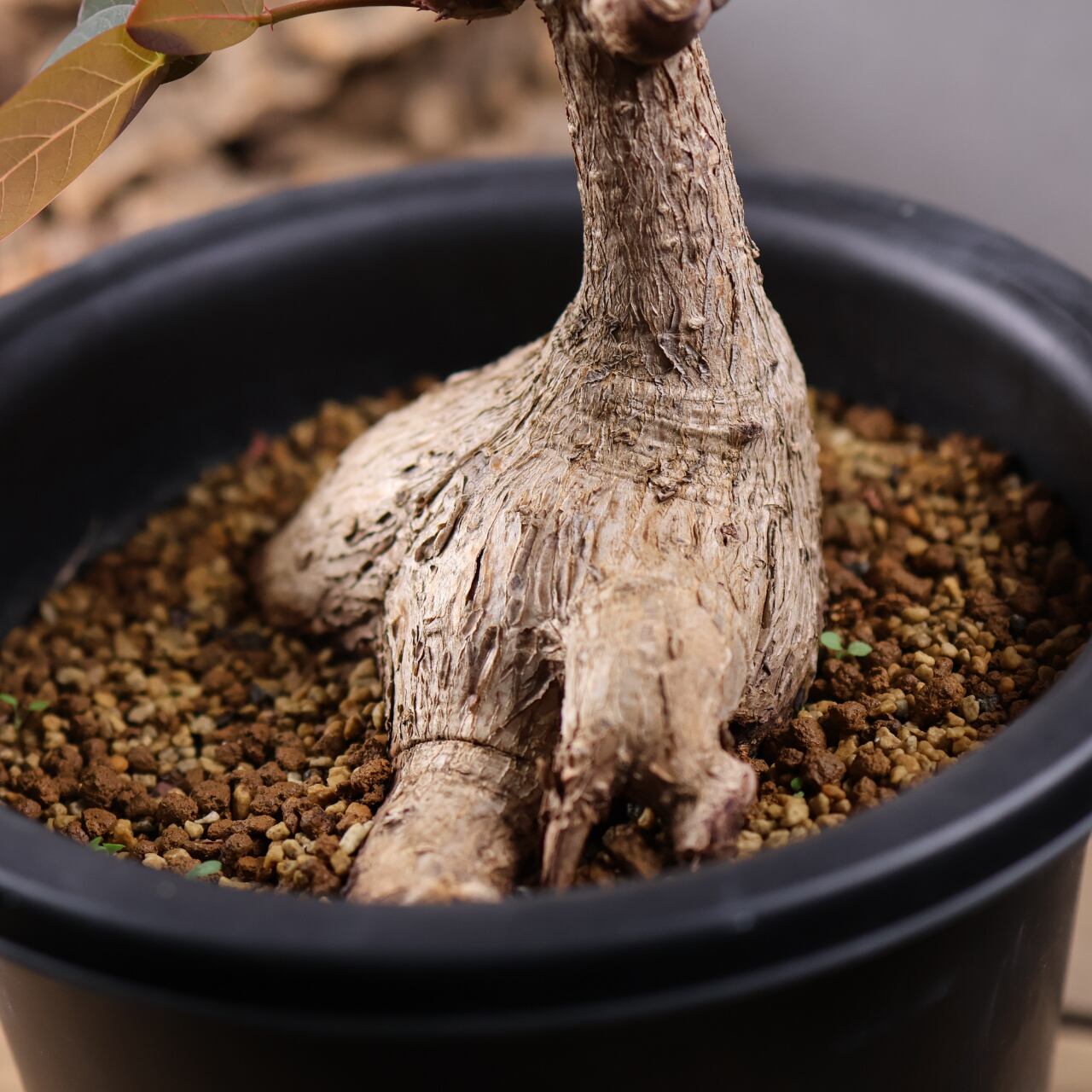 736『フｨランサス ミラビリス』 観葉植物【送料無料】 | MARX PLANTS