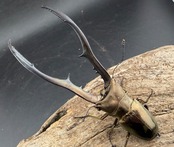 【WD】《メタリフェルホソアカ亜種finae 86mm ペア》