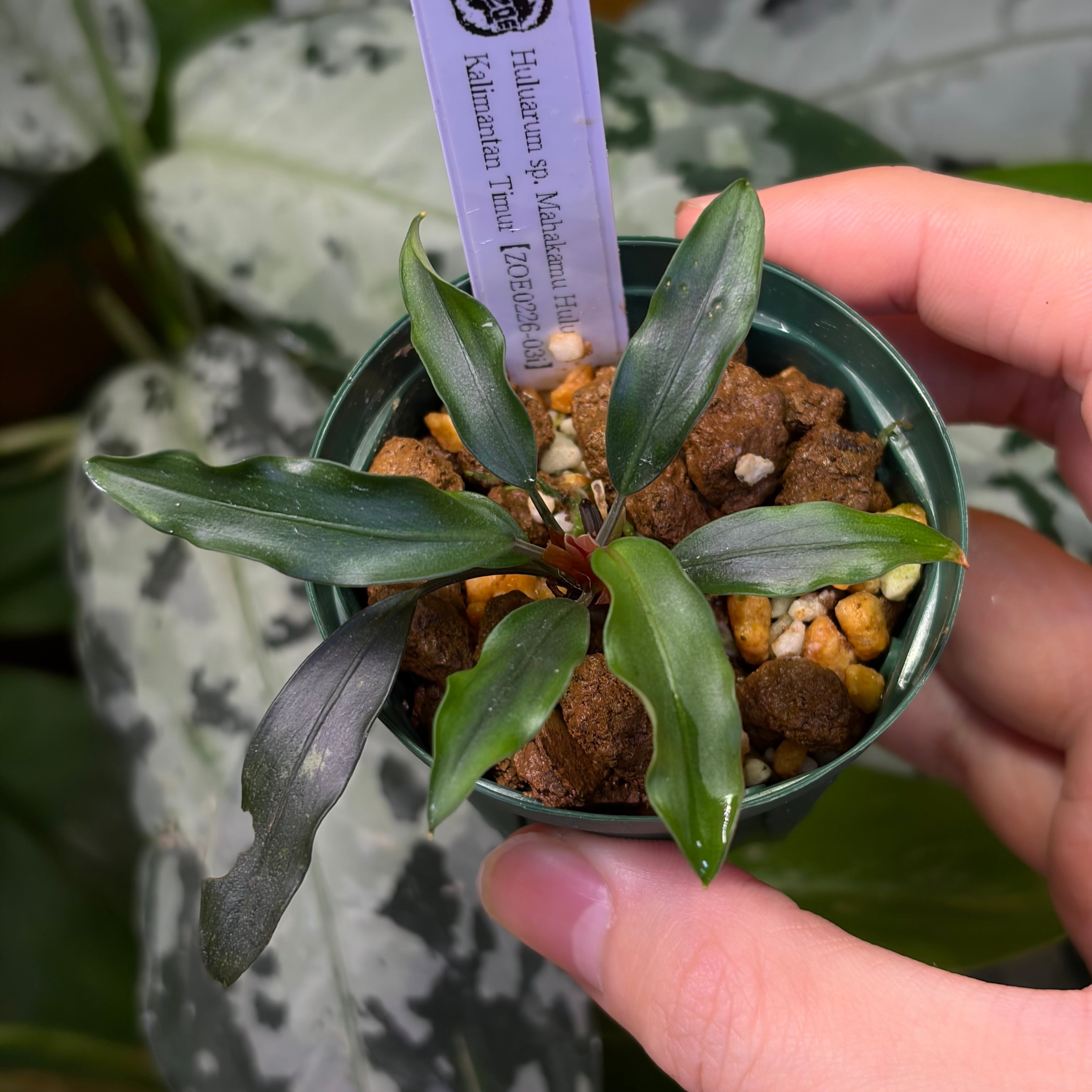 Araseae sp. Kapuas Hulu マハカム川上流域 2 Huluarum sp. Mahakam Hulu Kalimantan Timur【ZOE0226-03i】 | 熱帯