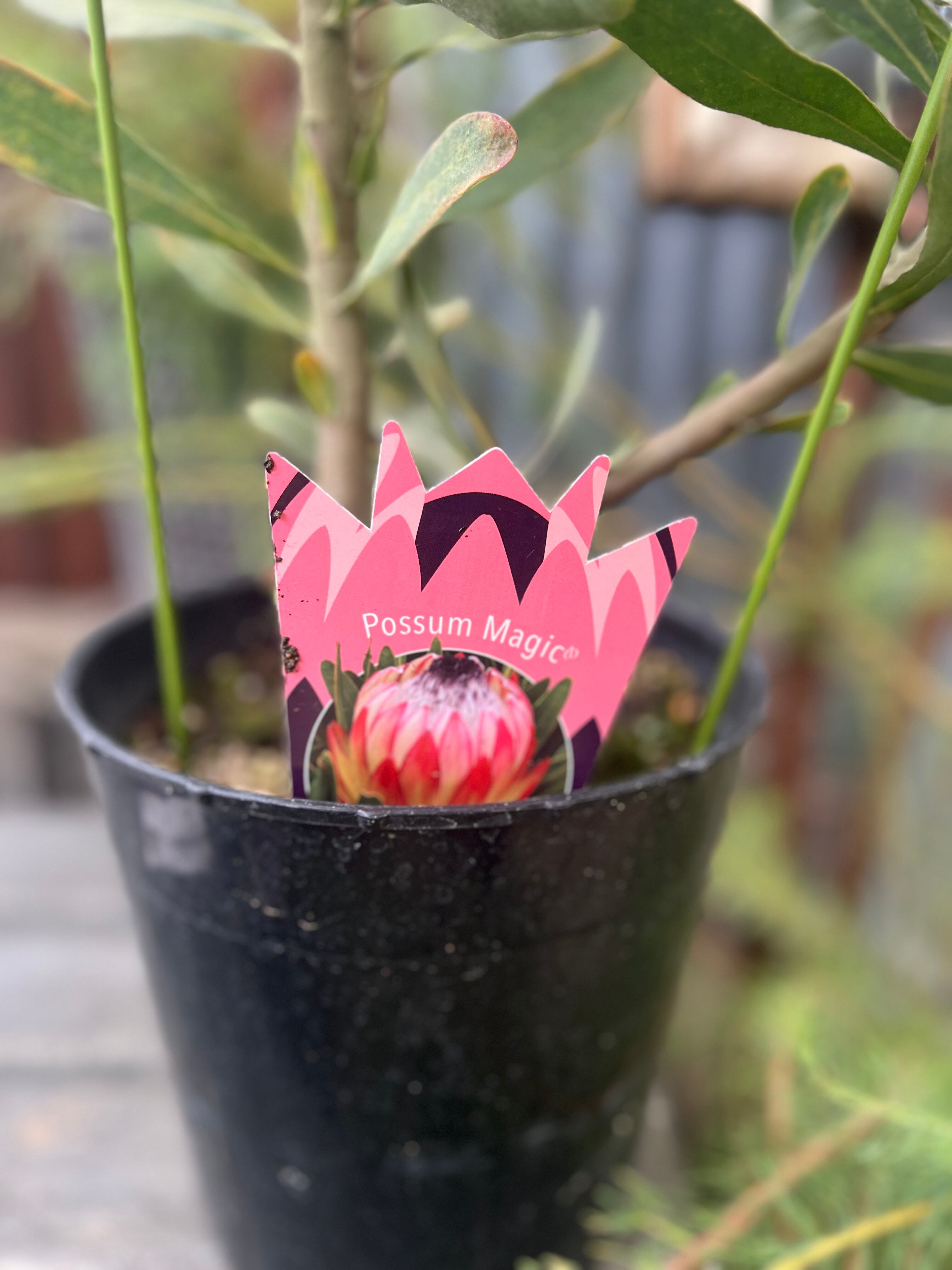 プロテア ポッサムマジック 2F | 沼ノ上農園