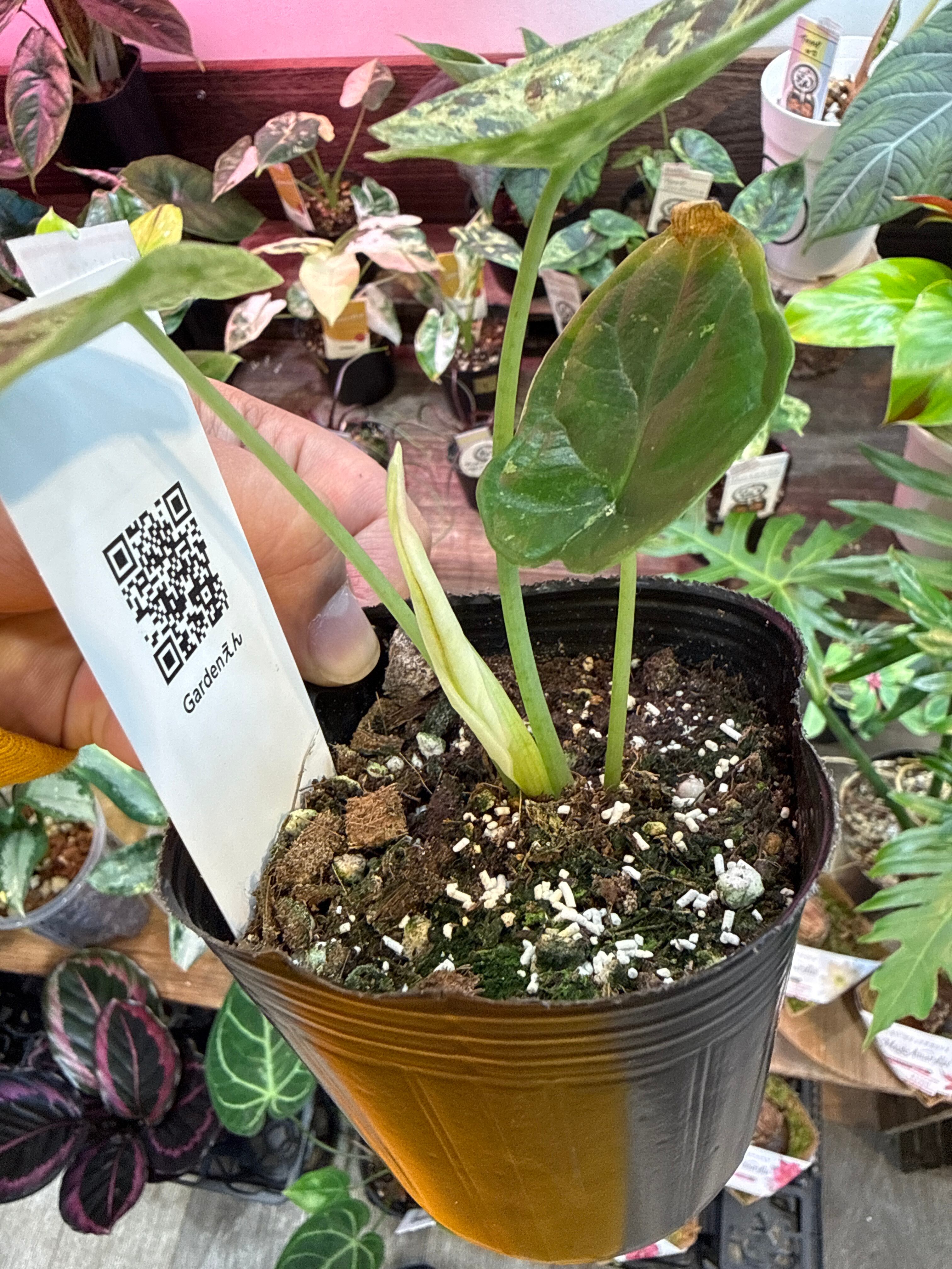 ②アロカシア ドラゴンスケールミント斑入り | Gardenえん 【観葉熱帯