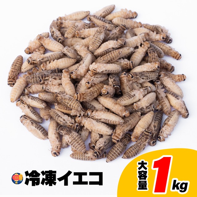 ML 1kg 1.5-2cm程度 冷凍イエコ ヨーロッパイエコオロギ | 冷凍