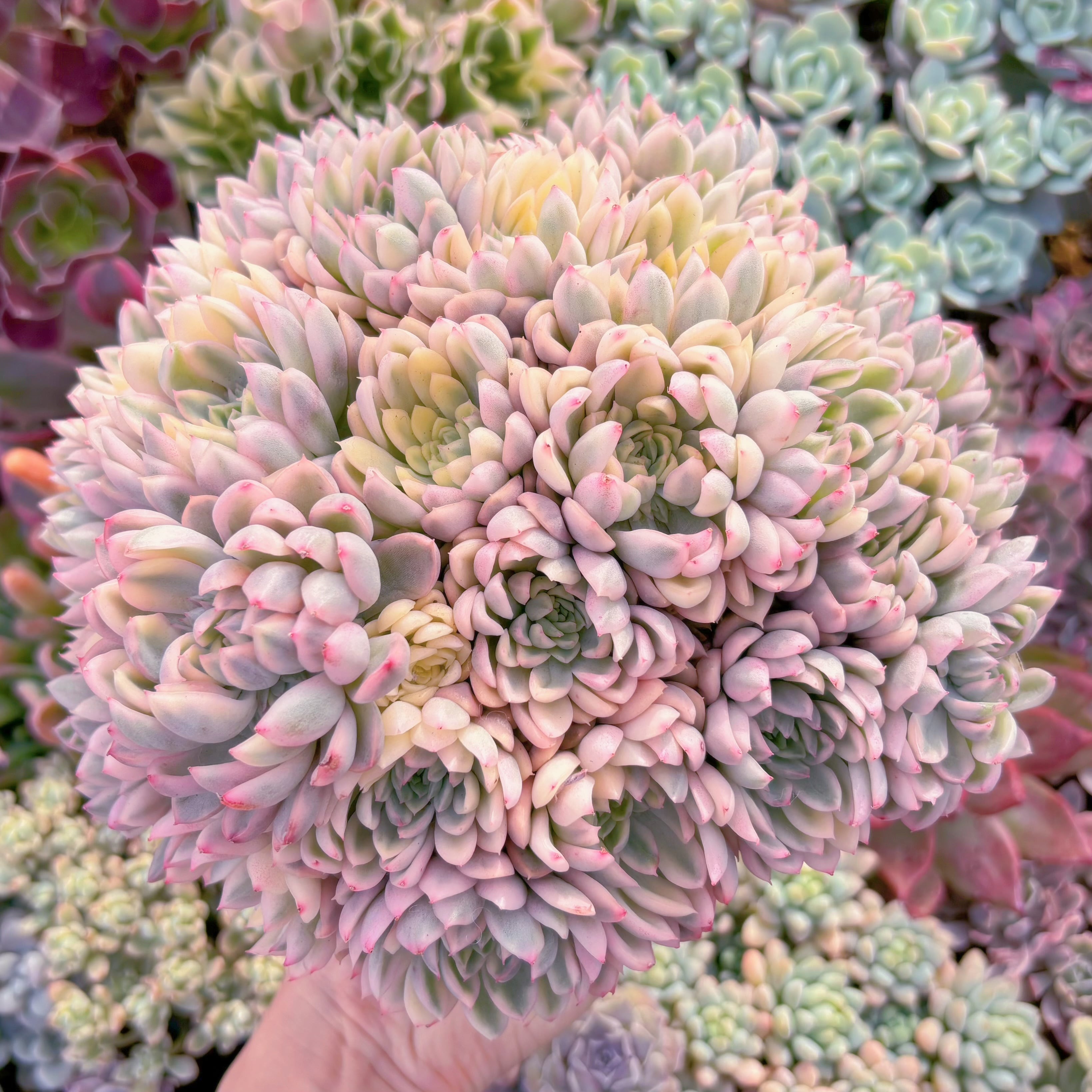 現品　女雛錦#610　新入荷　レア特特大群生約25cm　るる農園