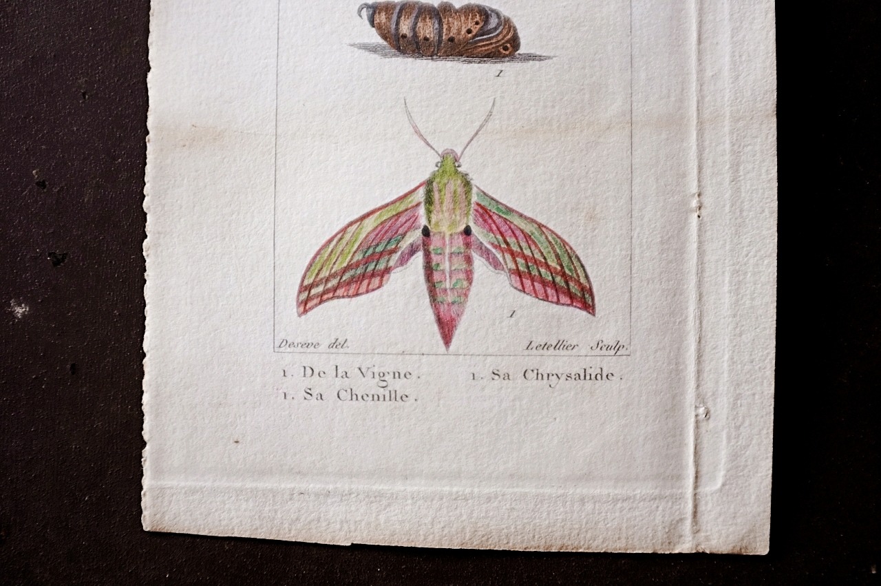 1780s フランス ビュフォン伯爵による蛾と幼虫の博物画i Buffon アンティーク