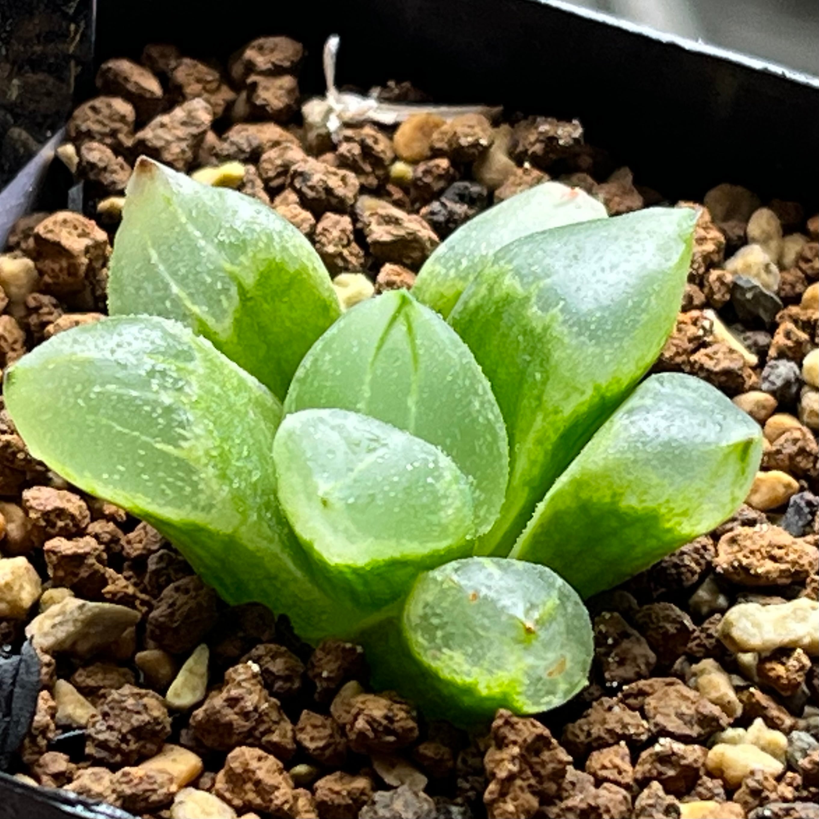 ハオルチア B型コンプトミュータント錦 | mocono_plants