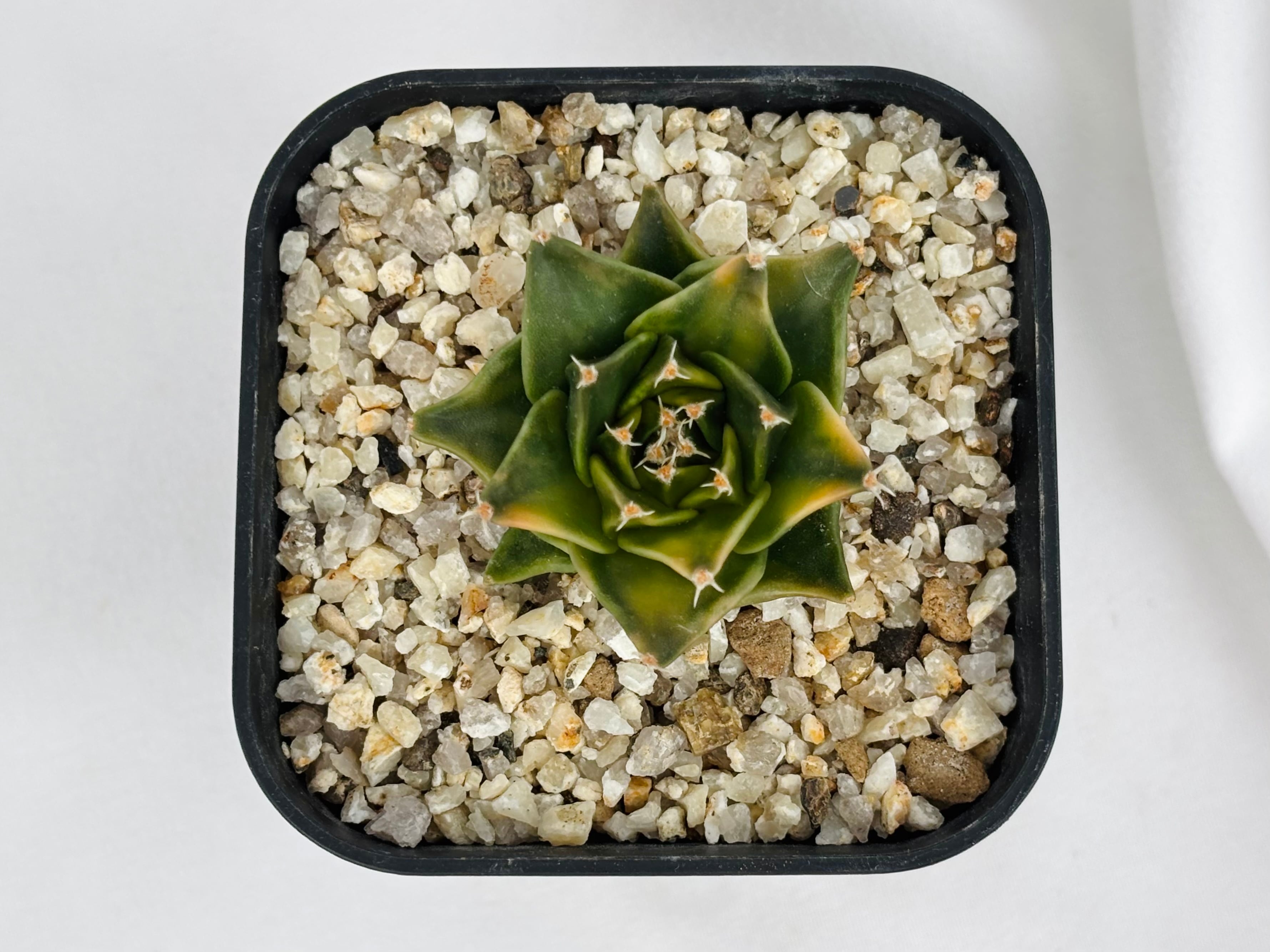 Obregonia denegrii オブレゴニア 帝冠錦 サボテン | plants MARU