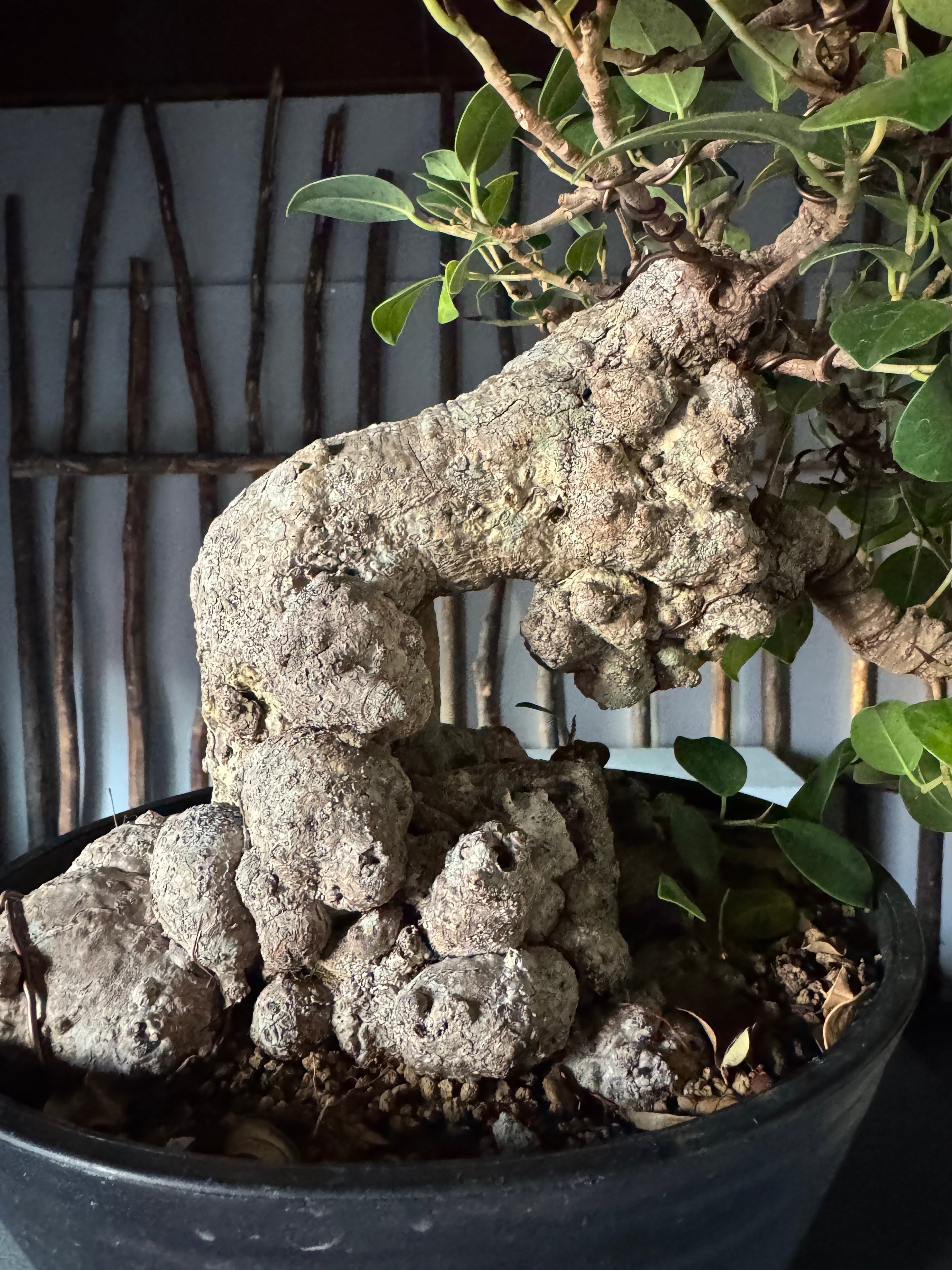 センカクガジュマル ガジュマル 琉球盆栽 盆栽 塊根植物 【公式通販】