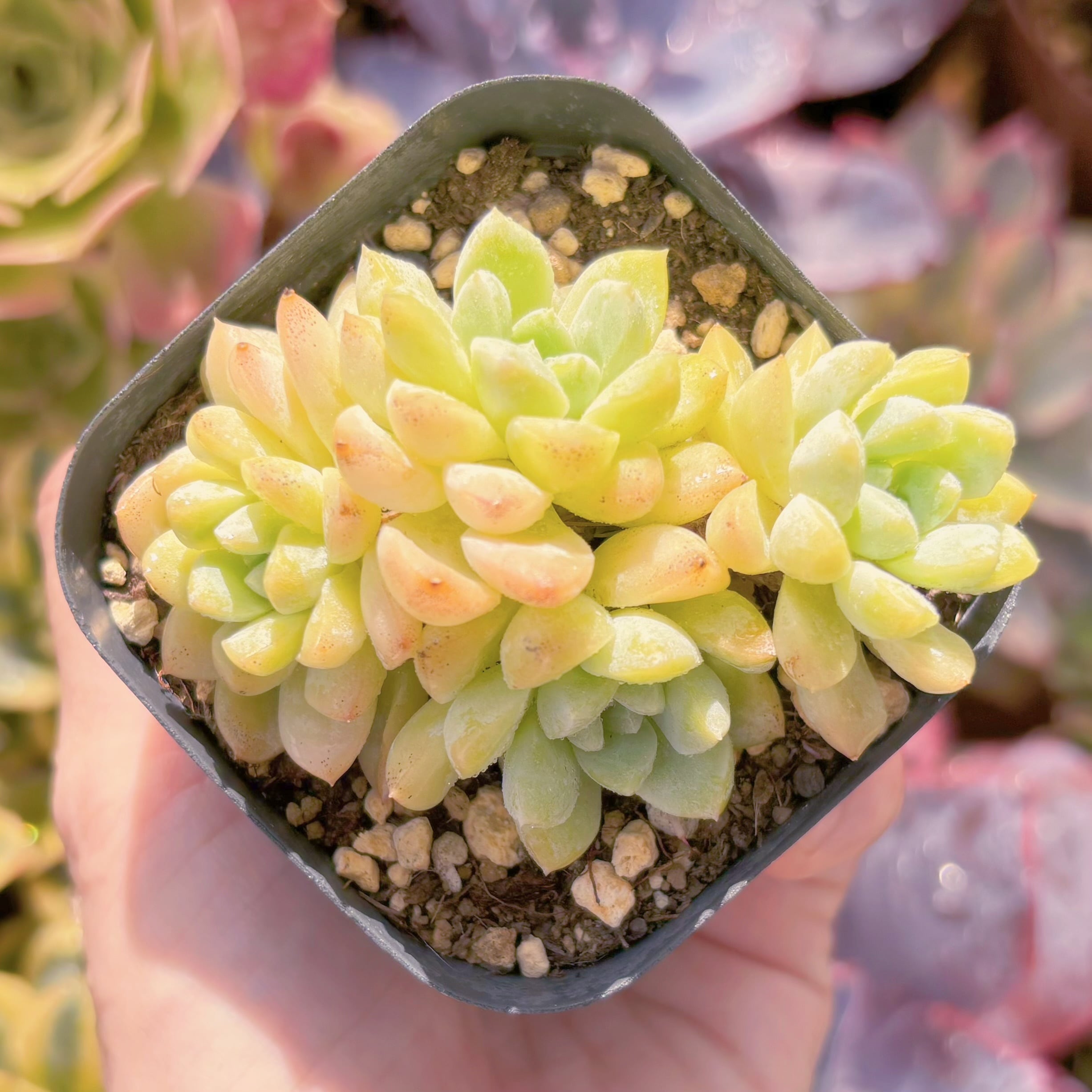 現品　ピンクブルーズ#F088　るる農園