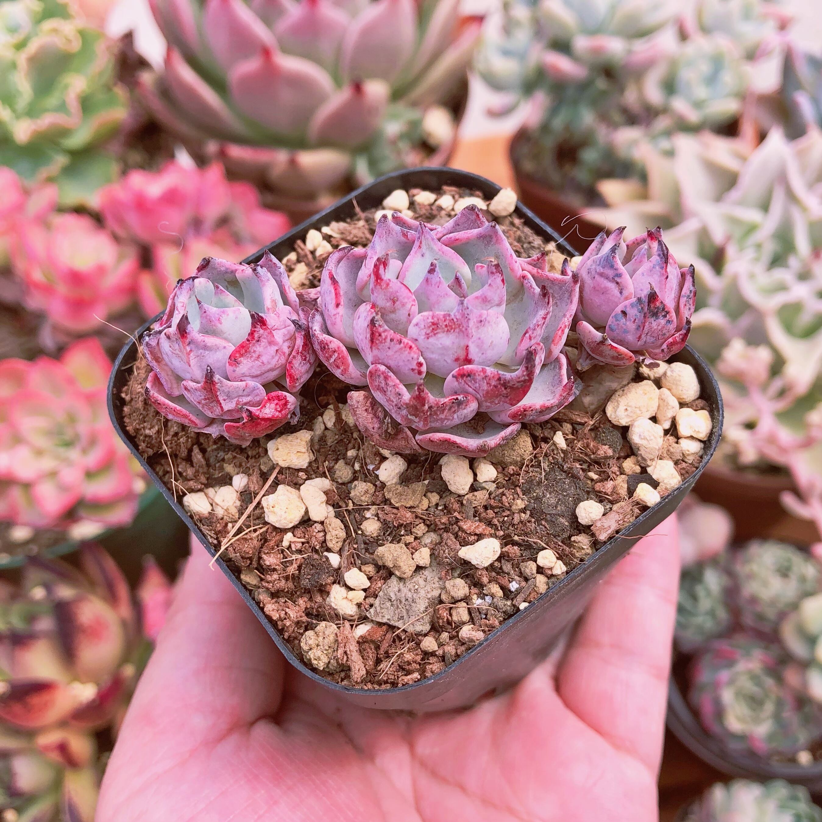 多肉植物 悪魔の翼 群生 | るる農園~多肉植物専門