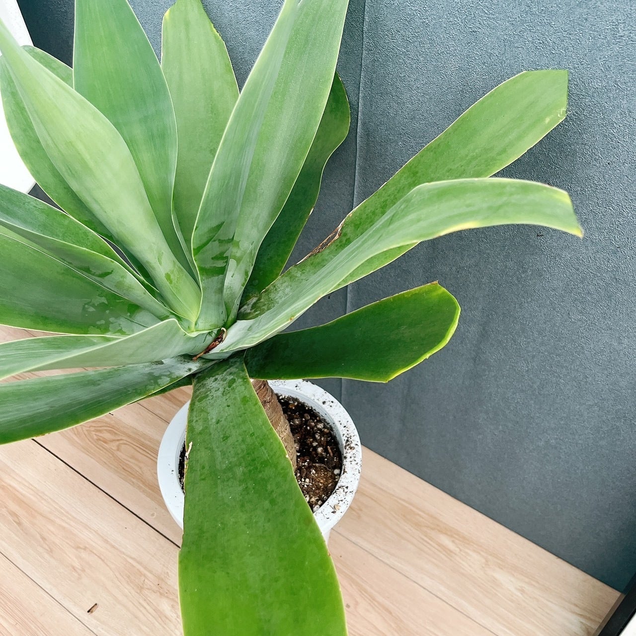 現品］9番 アガベ アテナータ 8号 観葉植物 大型 綺麗 屋外 多肉植物