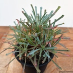 Euphorbia multifolia【ユーフォルビア・ムルチフォリア】