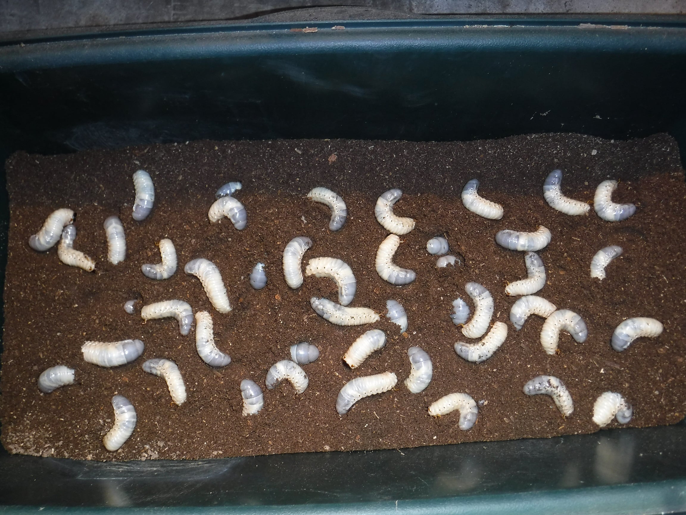 カブトムシマット：発酵熟成竹・成虫・幼虫飼育・産卵育成用：30L