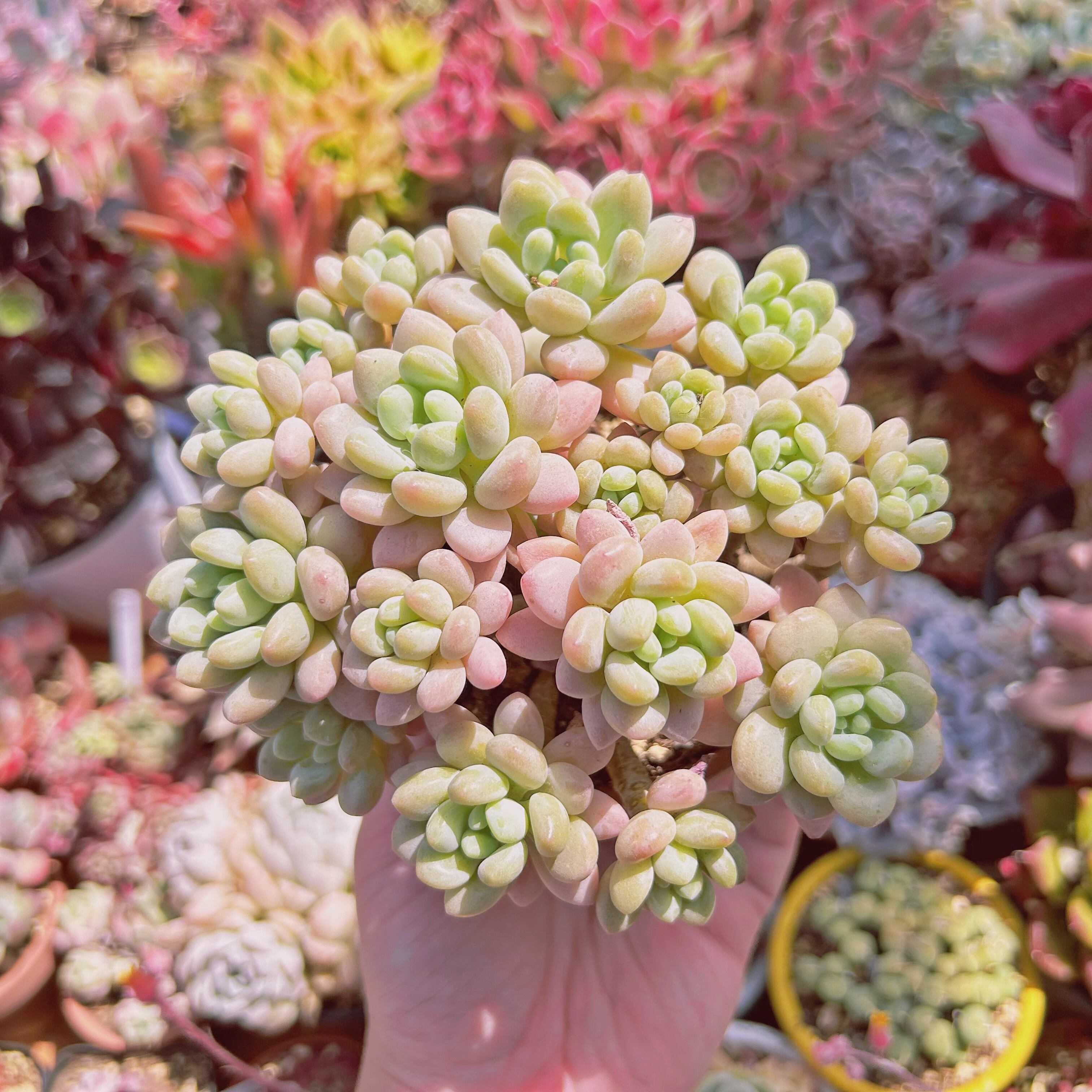 多肉植物　Pachythytum   ロココ　12頭以上　特大群生　