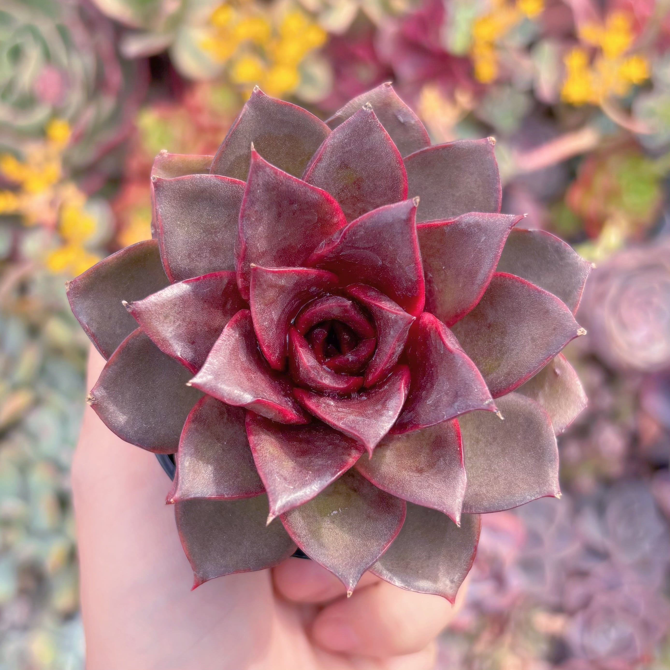 現品　烈焔の薔薇#M104　新入荷　るる農園