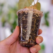 アンスリウム・ミシェル × エースオブスペード / Anthurium 'Michelle'× A. Ace of Spade⑤│観葉植物