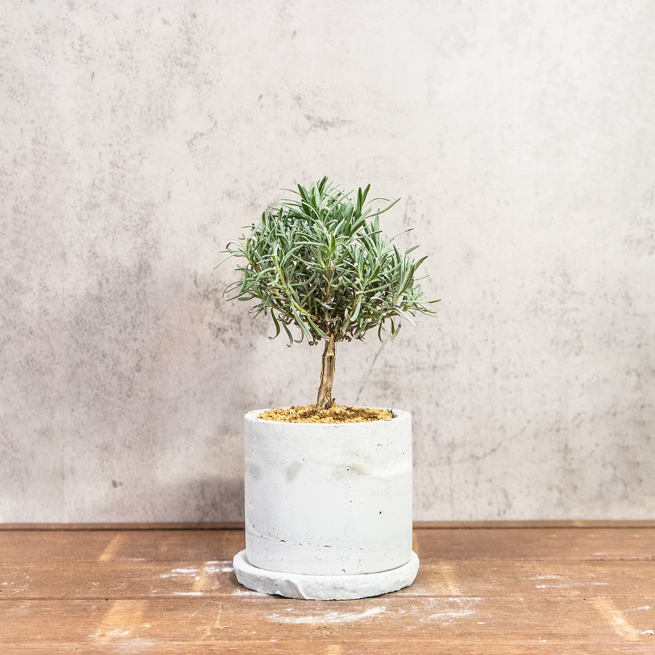 ラベンダー盆栽仕立て｜丸い樹形がかわいい爽やかグリーン【虫発生抑制／手作りモルタル鉢】