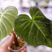 フィロデンドロン エルチョコレッド / Philodendron "El Choco Red"⑯ / 観葉植物<育て方・花言葉>