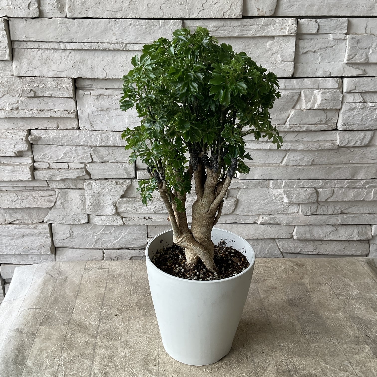 観葉植物 | 橋本種苗園