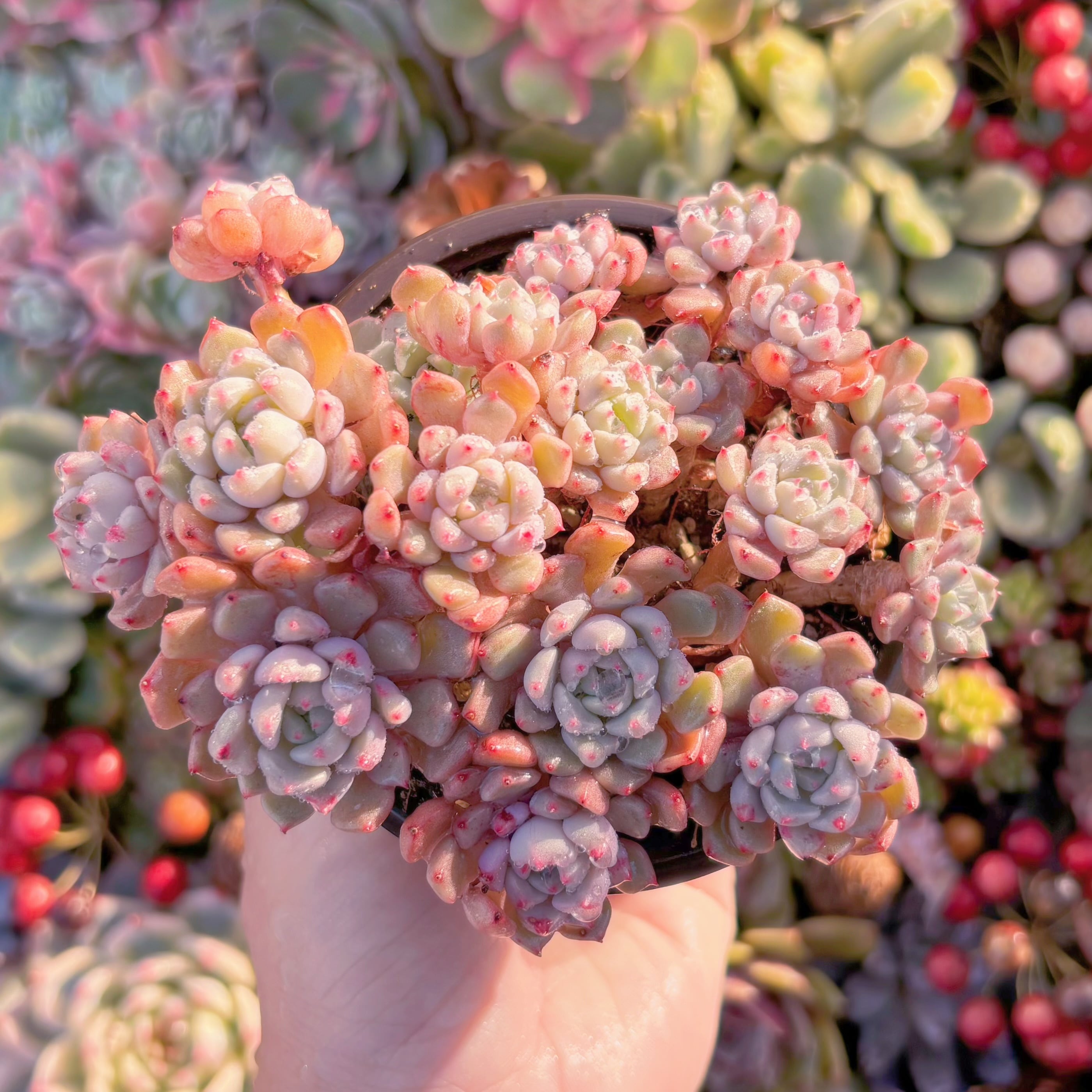 現品　スノービーチ#A073　群生　るる農園