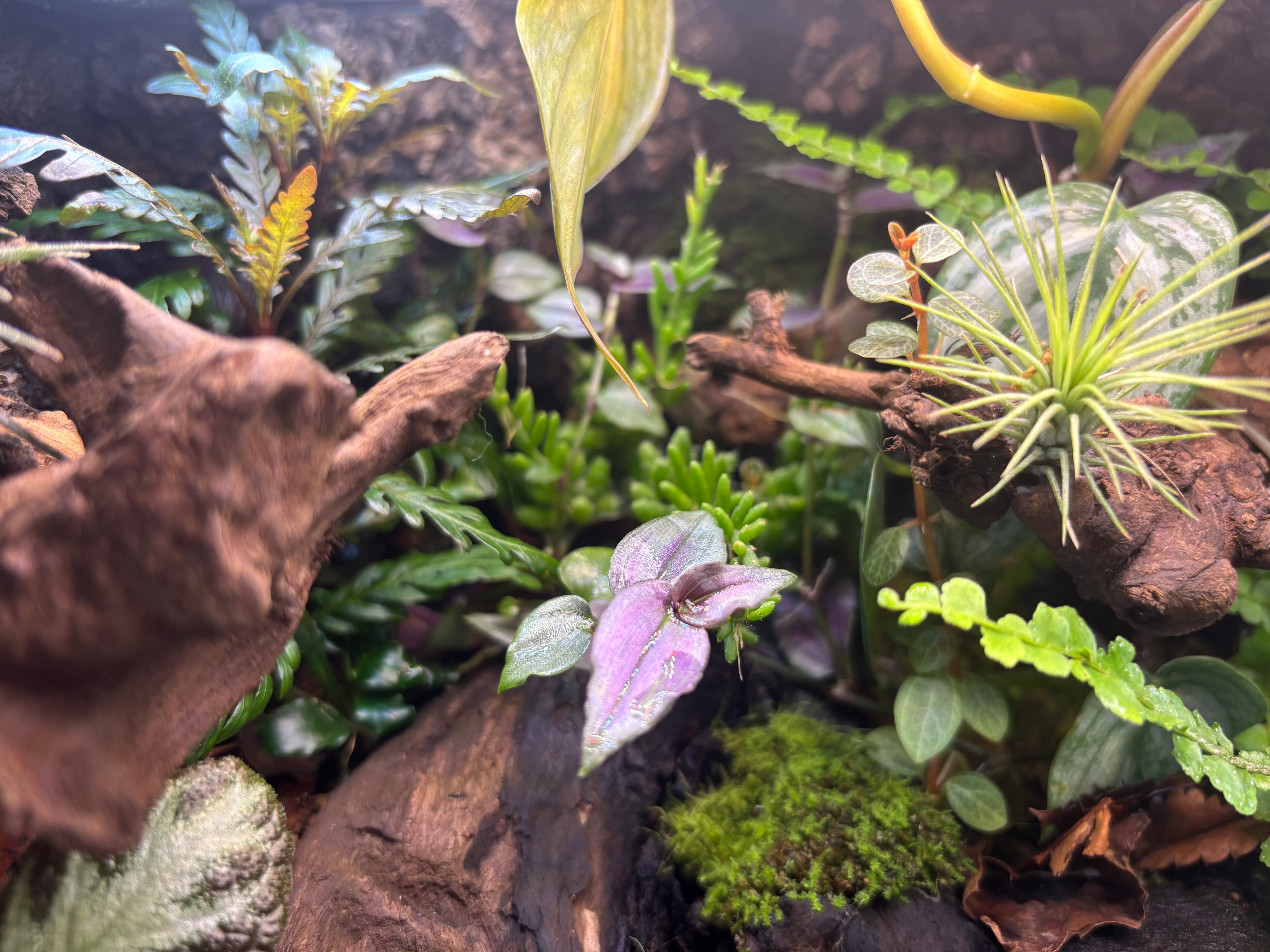 旧グラステラリウム3030 多湿系ビバリウム | SCALE_VIVARIUM | 蝉