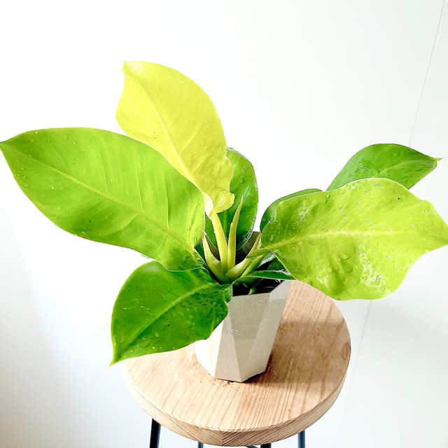 フィロデンドロン ピンクプリンセス 観葉植物 calm cafe