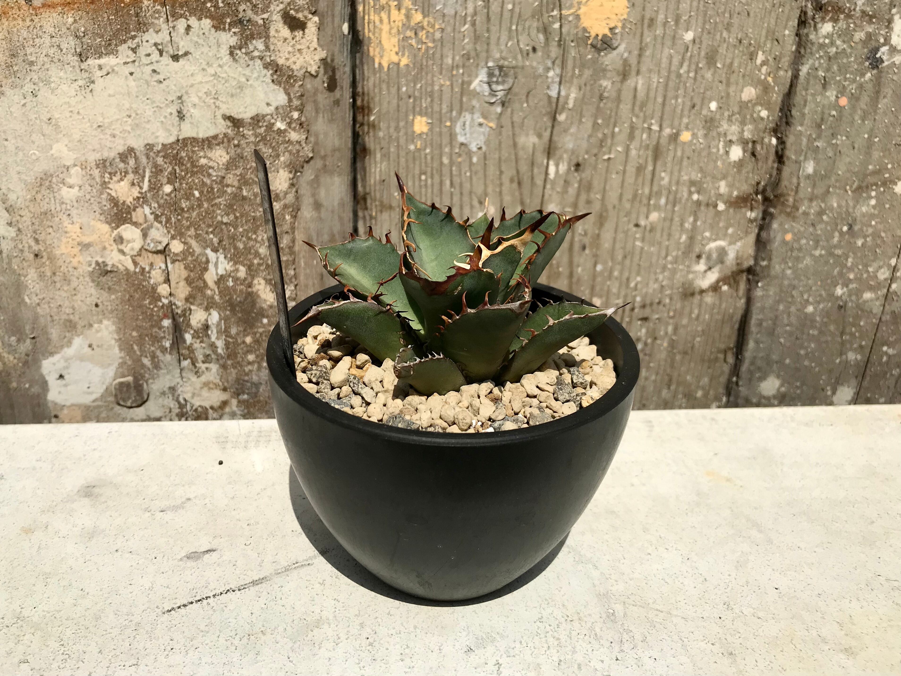 オアハカ産 オテロイ OAXACA コレクションAGAVE OTEROI アガベ 植物