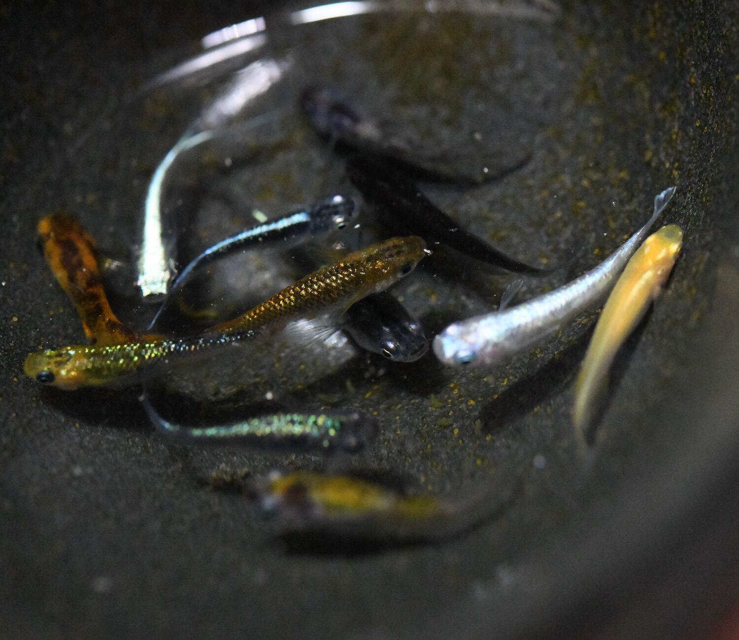 特別セール品 メダカ 高級品種の選別漏れメダカmix 10匹 Shipsctc Org