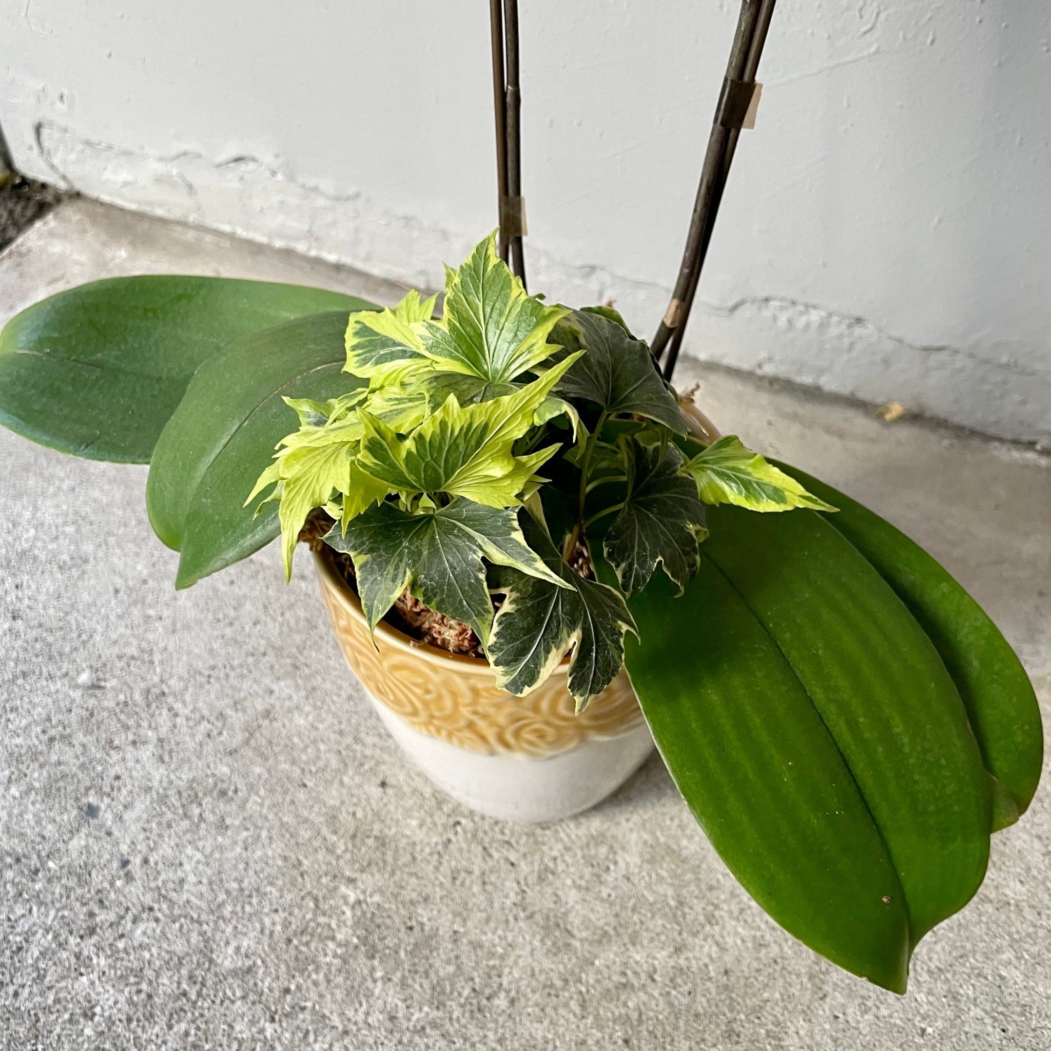 アンティーク胡蝶蘭！マザーチーク2本立ち | ハルカゼフラワー