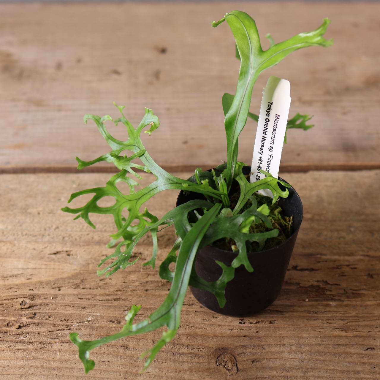 410 弾ける花火『ミクロソラム sp 'Fireworks'』観葉植物 【送料無料