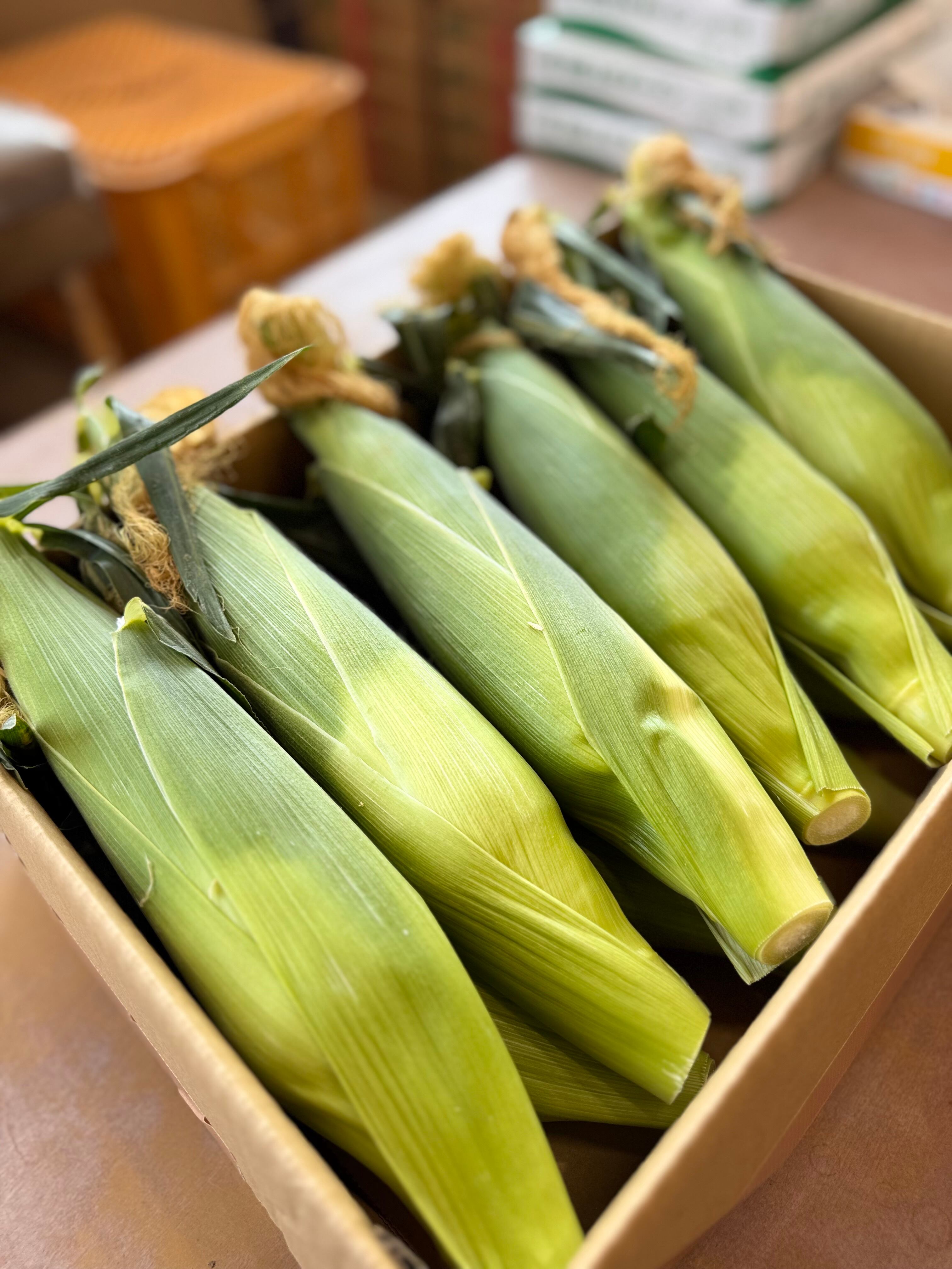 とうもろこし【5kg】 ドルチェドリーム | yajimafarm