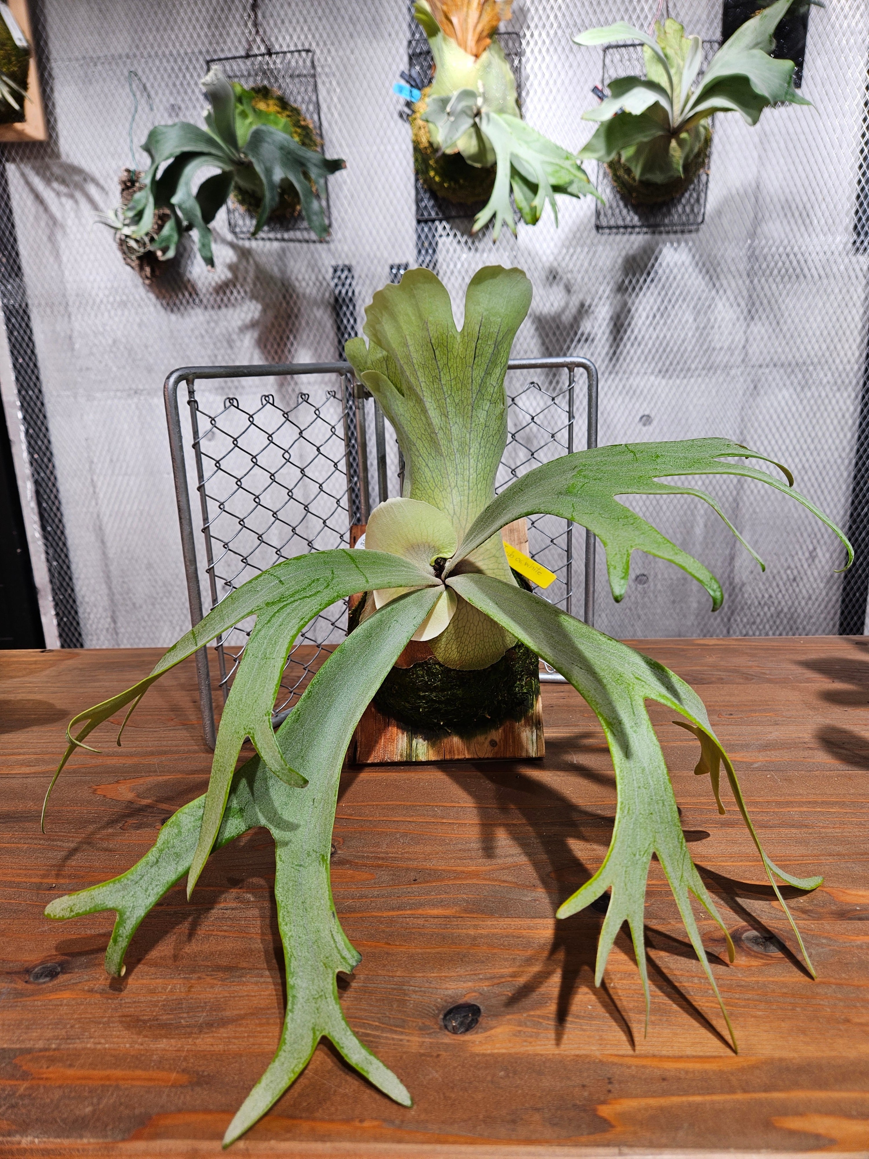 30,001～50,000 | artPLANTs （アートプランツ）