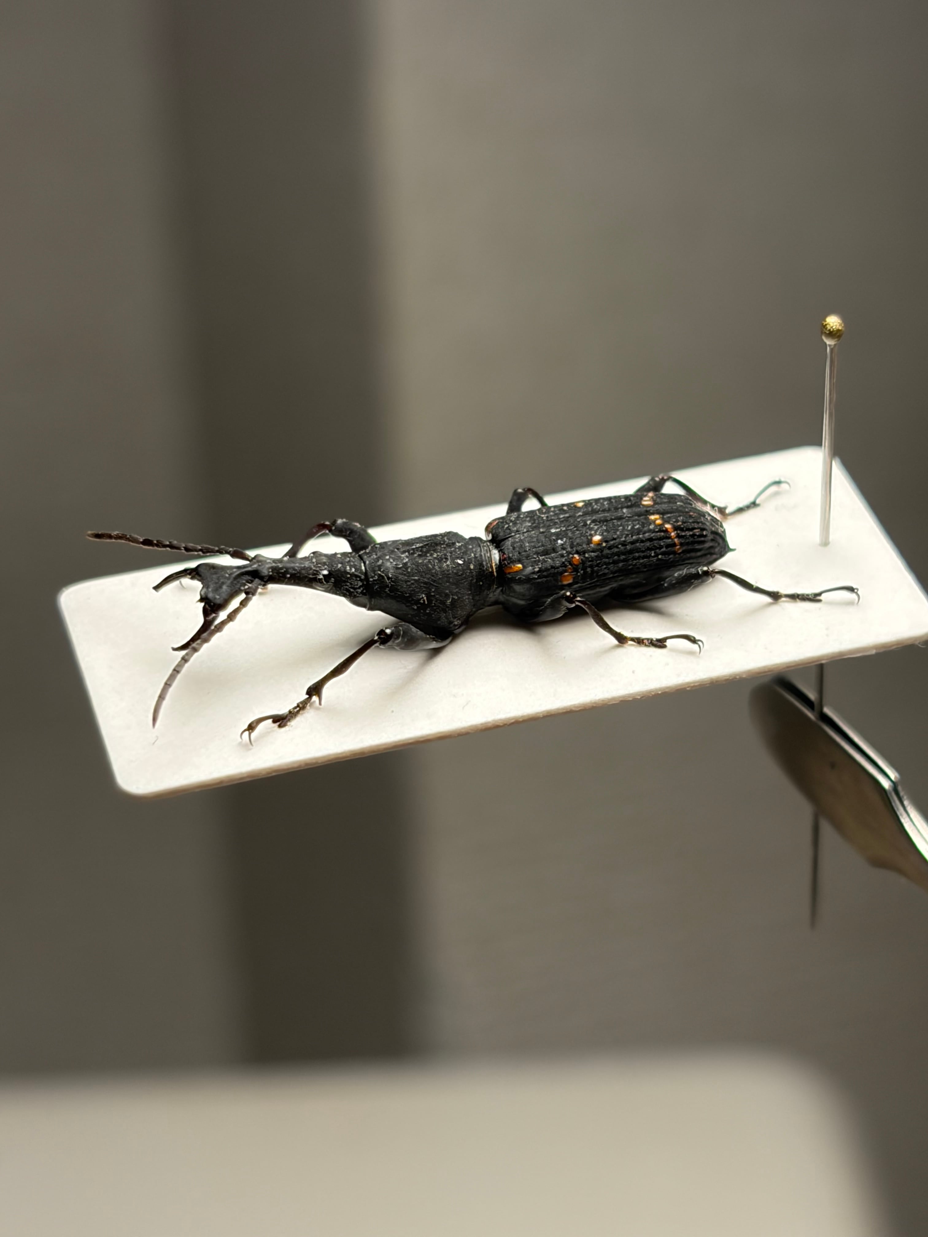 121mm】タイタンオオウスバカミキリ カブトムシクワガタハナムグリ