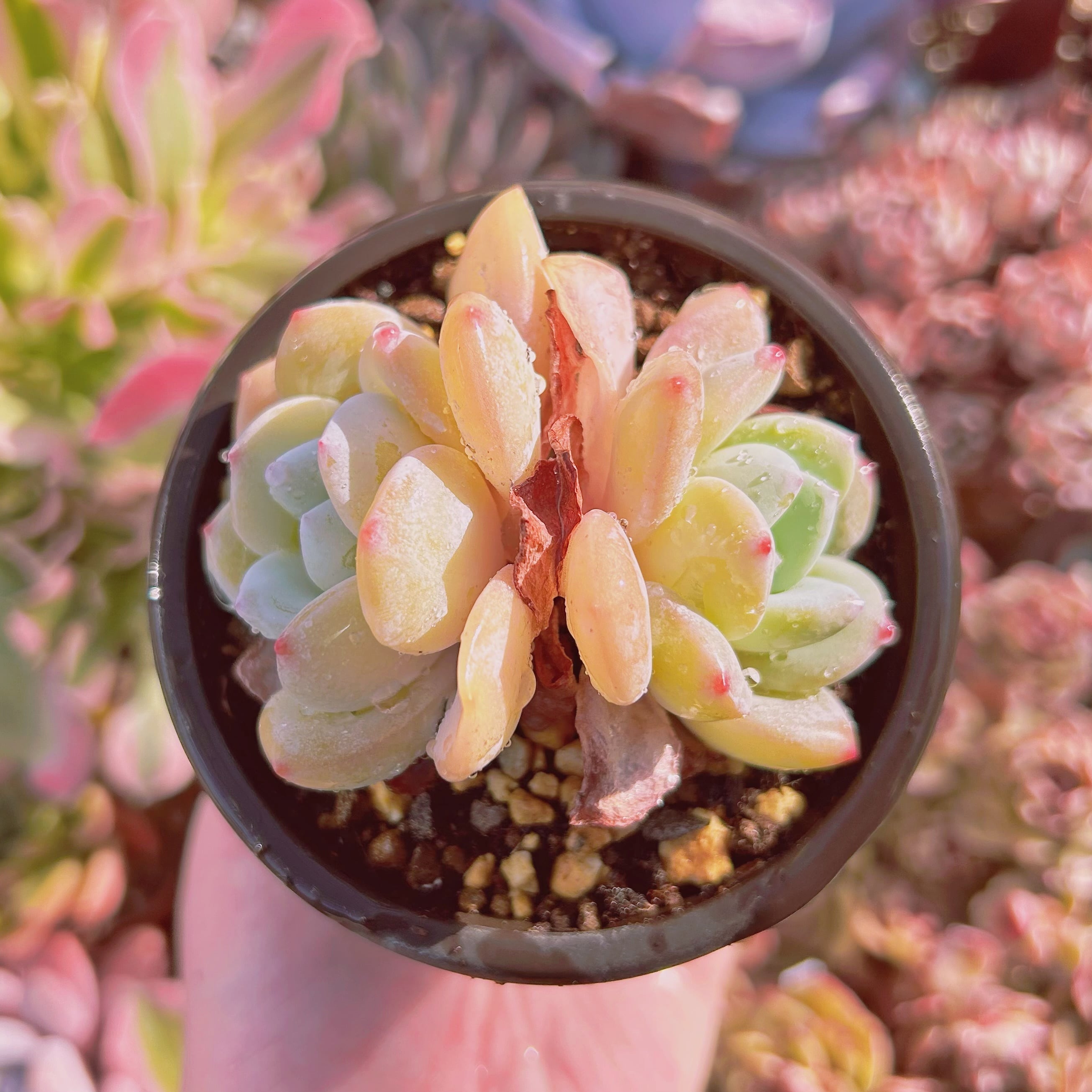 #555現物　多肉植物　ラウイx冷香　