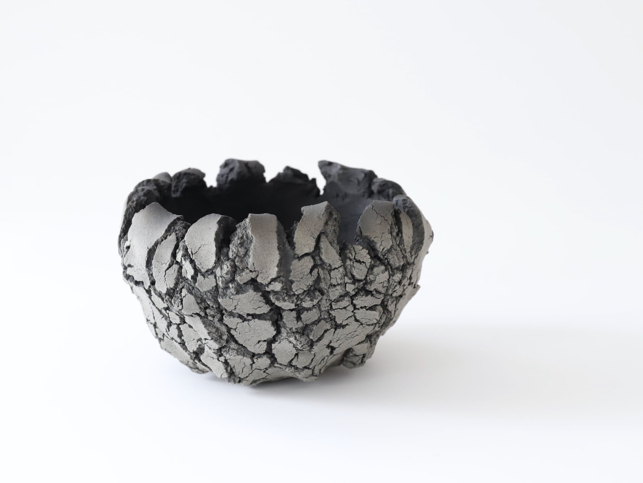 【goodtaniku】雲南実生 黑王2世 活着 鉢ごと発送 セキグチタカヒト Opot Add （S） Grey C | Galerie NUAGE