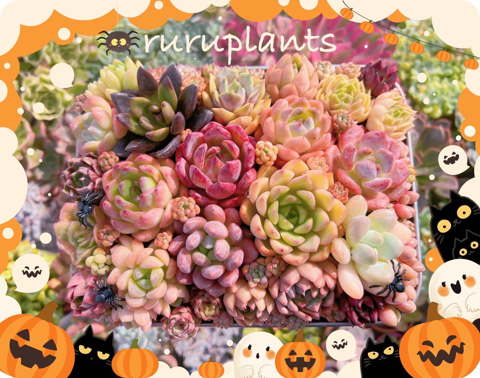 ★ハロウィンセット10苗入り★第一弾★