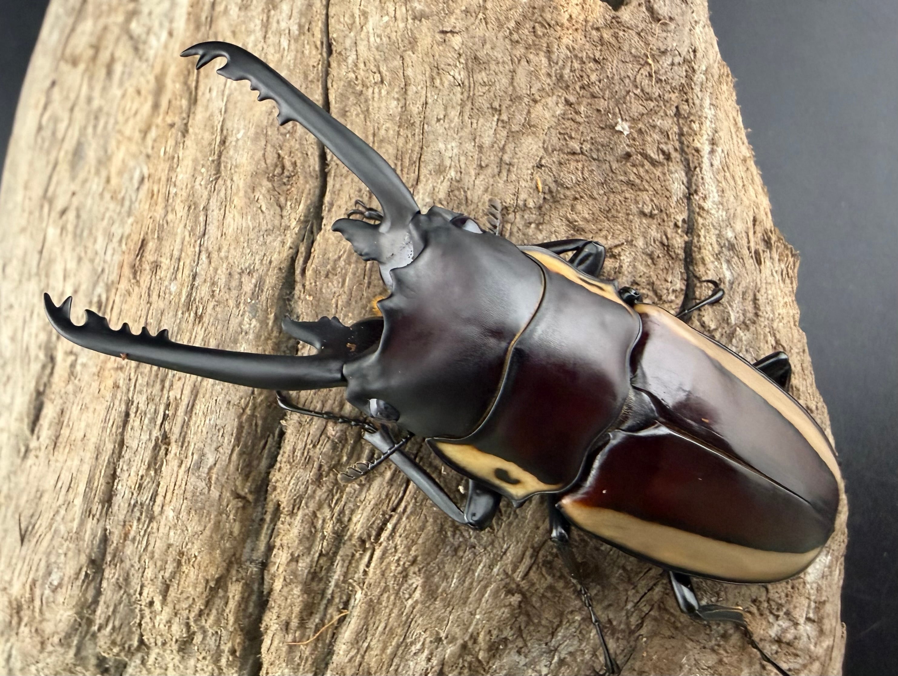 WF3】《ビソンノコギリ ニューギニア亜種 68mm ペア》 | KPW公式