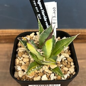 委) アガベ ホリダ 斑入り【258】