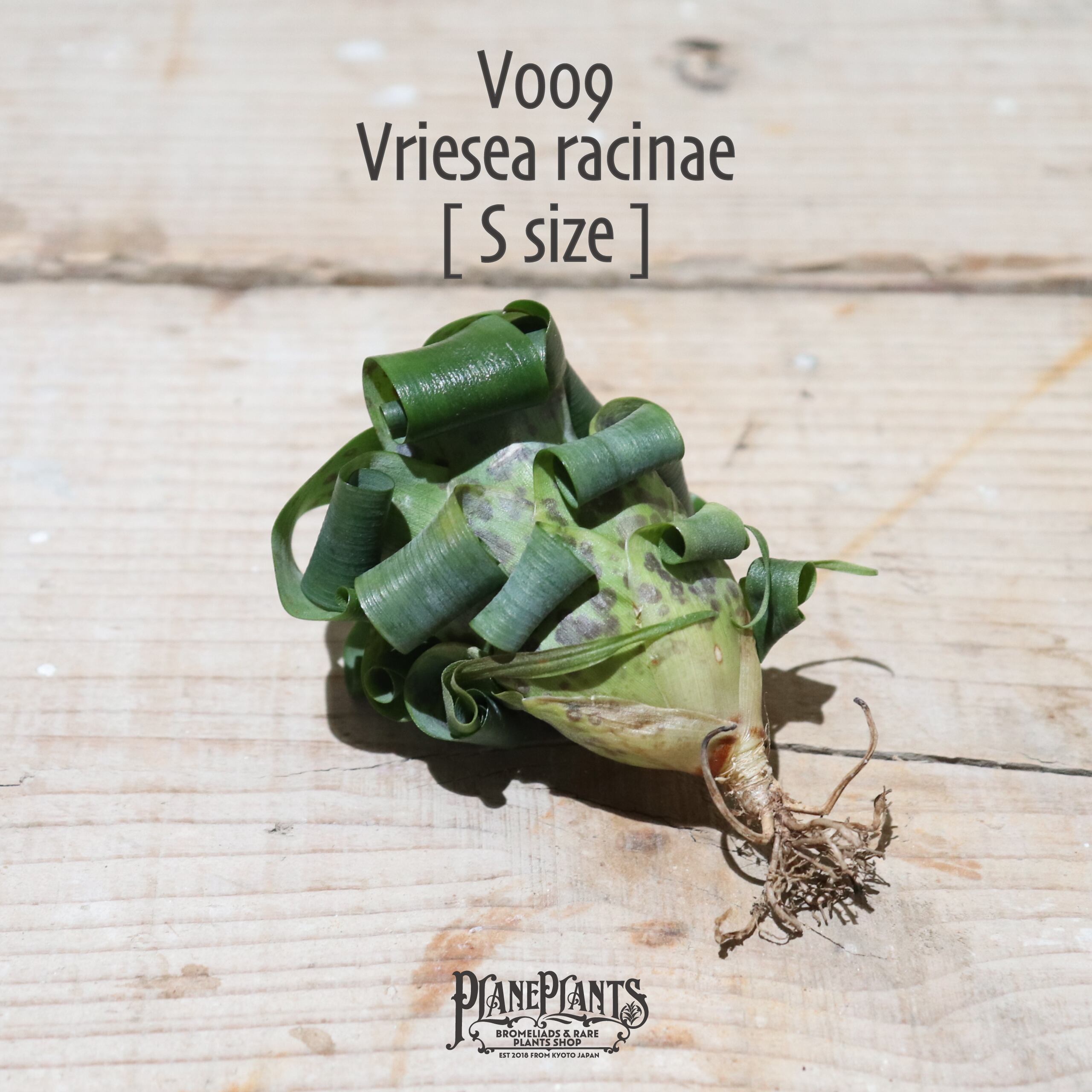 【送料無料】racinae〔フリーセア〕現品発送V009