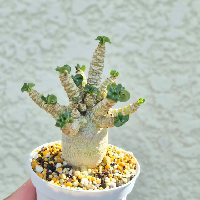 Mサイズ④ 八重咲き《 Adenium Arabicum D.H.A Hybrid》アデニウム アラビカム ハイブリッド獅子葉 ドーセットホーン 塊根植物 巻葉