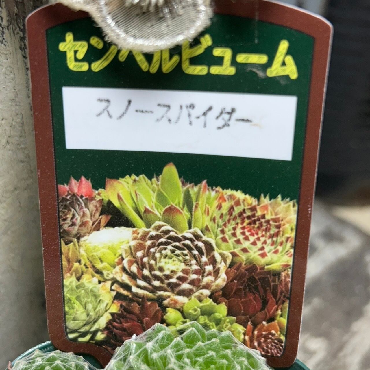 スノースパイダー(センペルビューム)群生 | RuPo 多肉植物専門店
