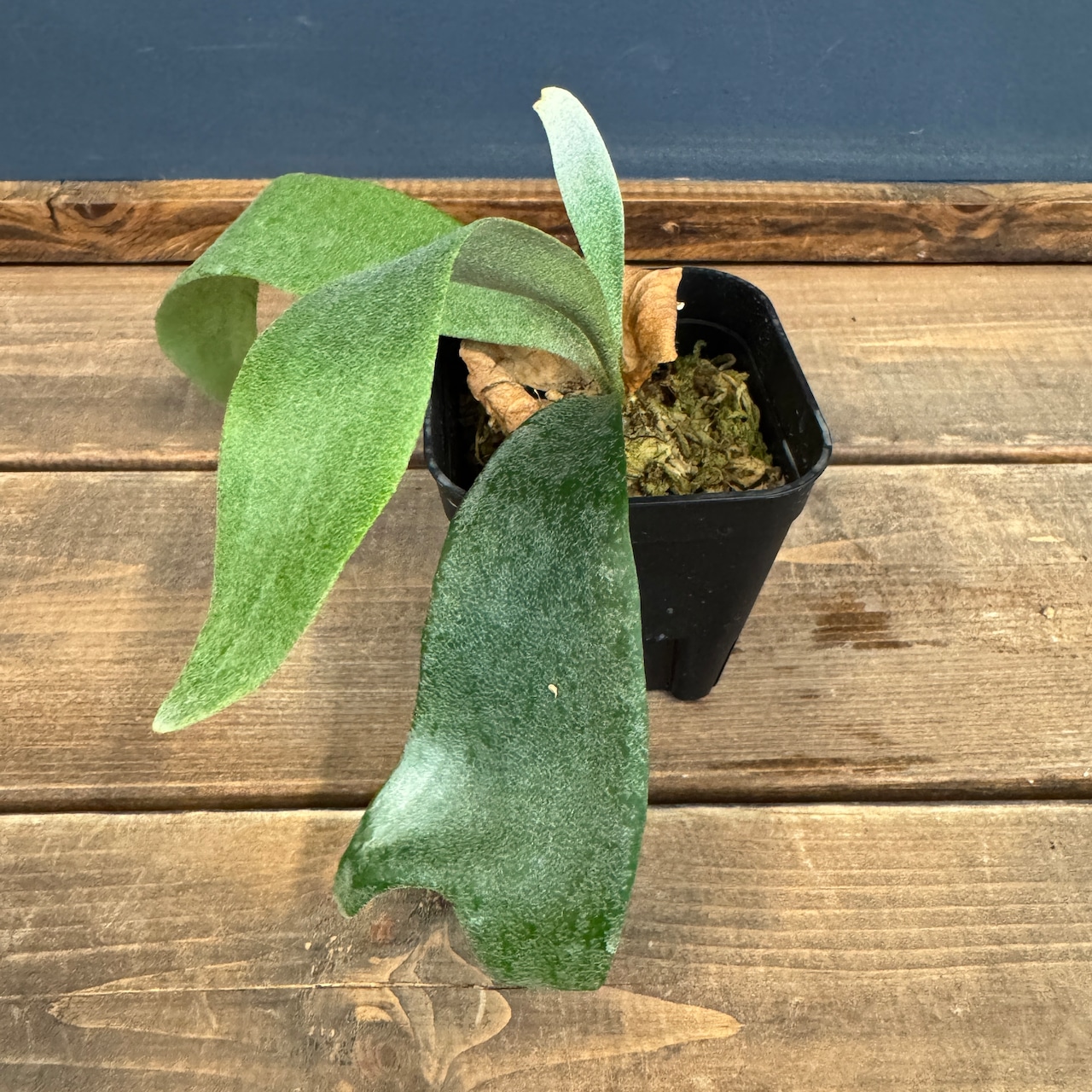 ビカクシダ Bifurcatum white【384】