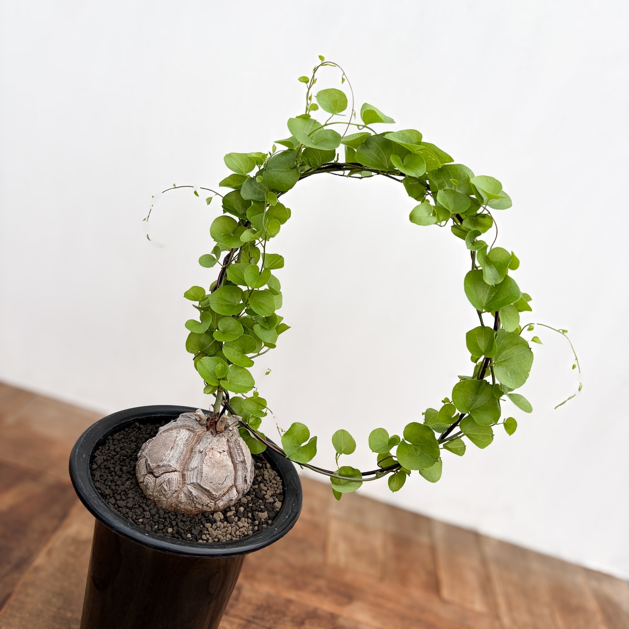 Dioscorea elephantipes【亀甲竜】